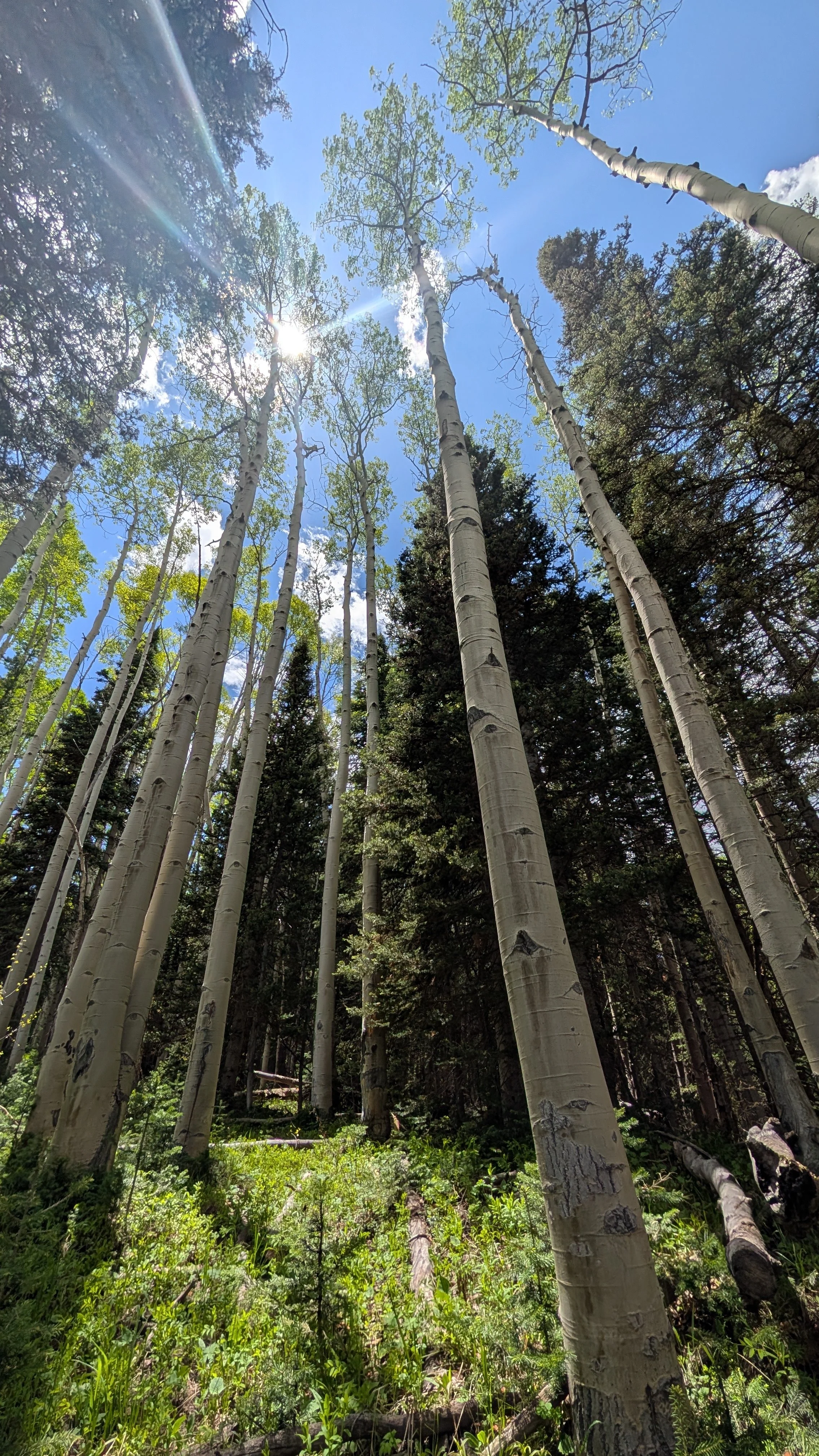 Tall trees reaching towards a bright blue sky with sun rays, in a forest with green undergrowth.
