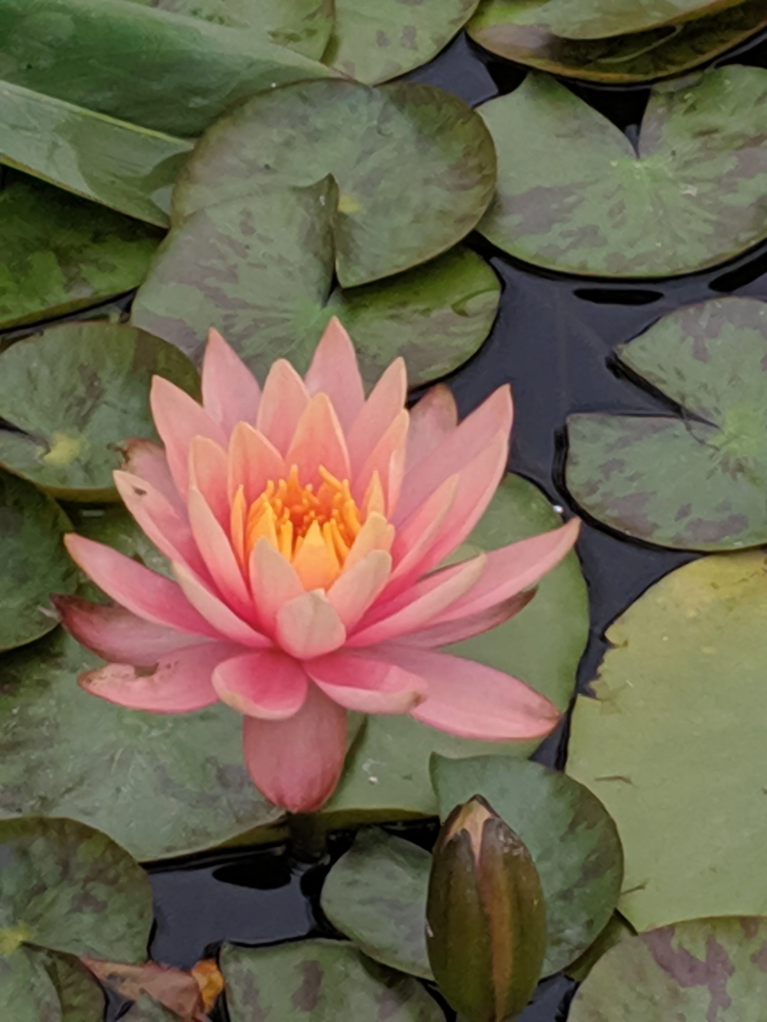 Pink water lily flower with yellow center floating among green lily pads on water
