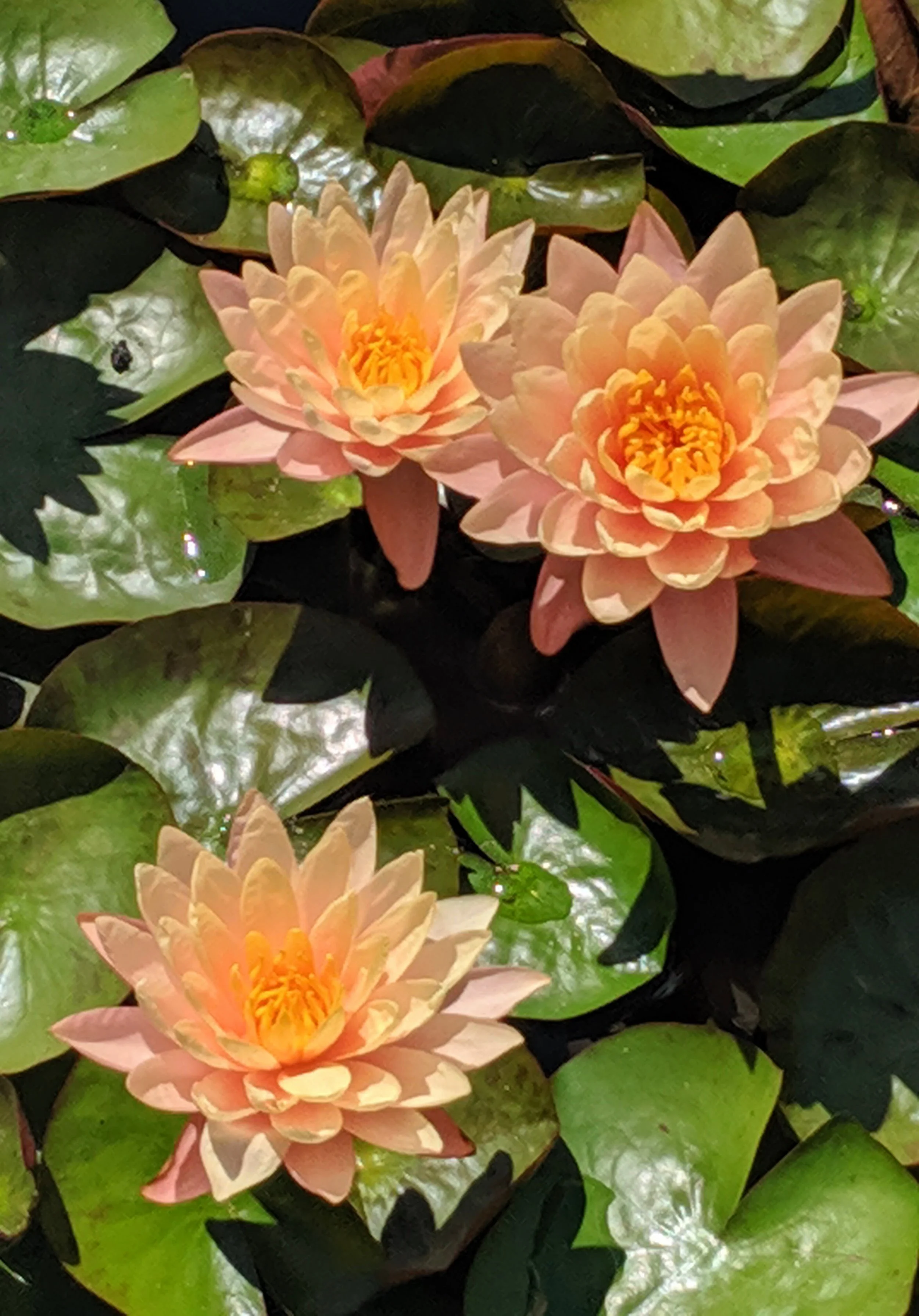 Close-up of pink water lilies with yellow centers surrounded by green lily pads on water