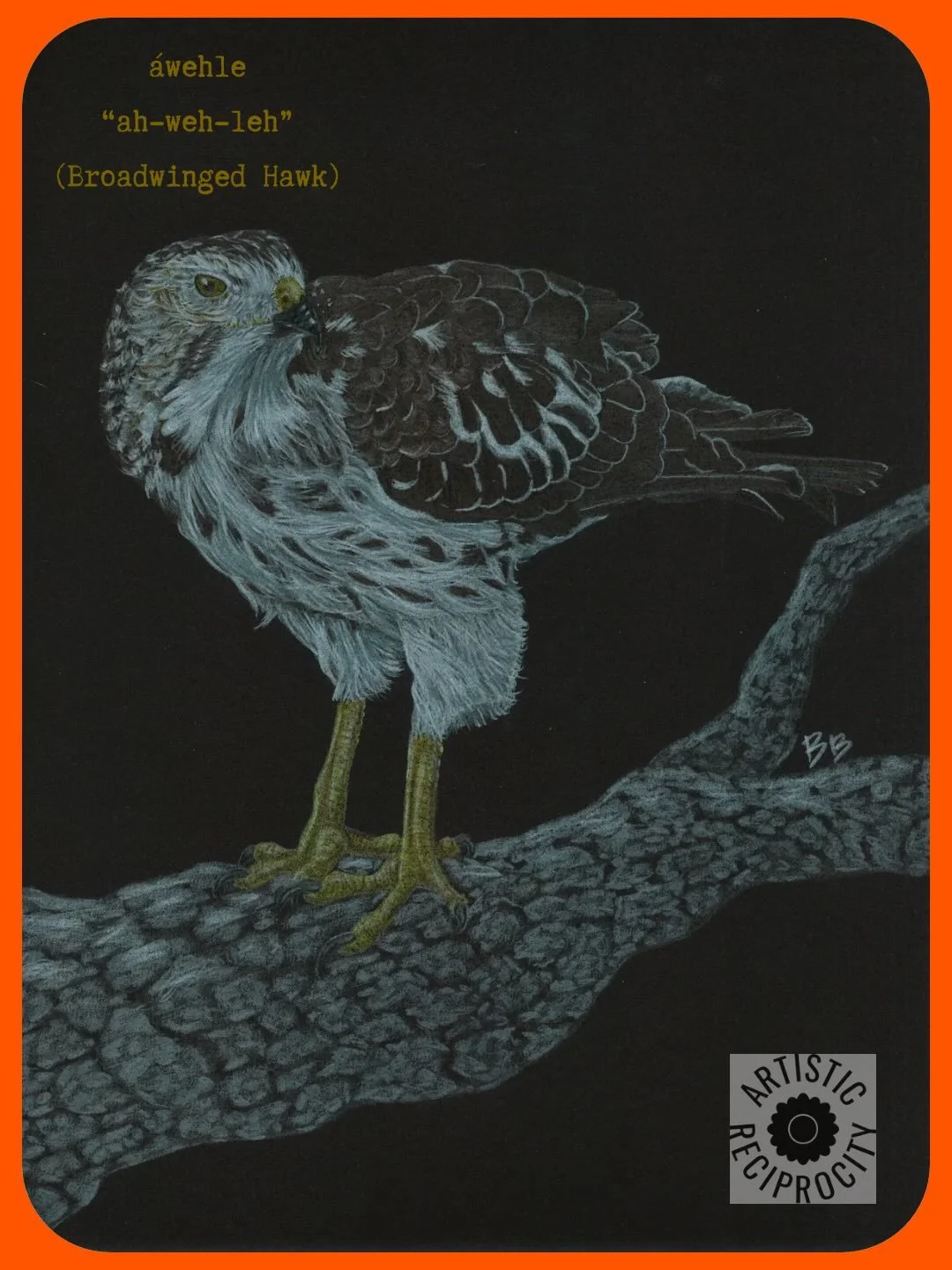 Todays Bird: &aacute;wehle! Available as prints, cards, postcards, and stickers. I included a process photo in this one as well :). Visit artisticreciprocity.com to see more! #artprints #birds #artisticreciprocity #coloredpencildrawing #shopsmallart