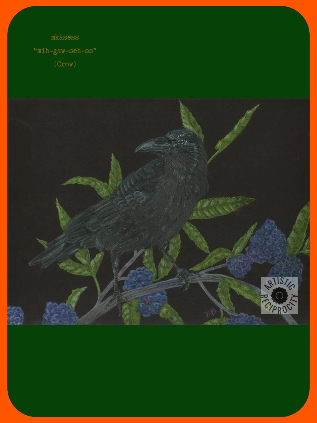 mkàsess hanging out on an elderberry shrub. Click link in bio to shop the Migration collection. #crow #birds #artprints #coloredpencildrawing #indigenousartist