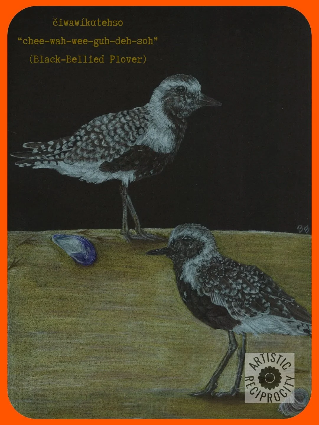 This plover piece is available as large prints, small prints, postcards, and cards. Order on artisticreciprocity.com or click the link in my bio! 🐚🦪 #maineart #shoplocal #birds #plover #indigenousartist