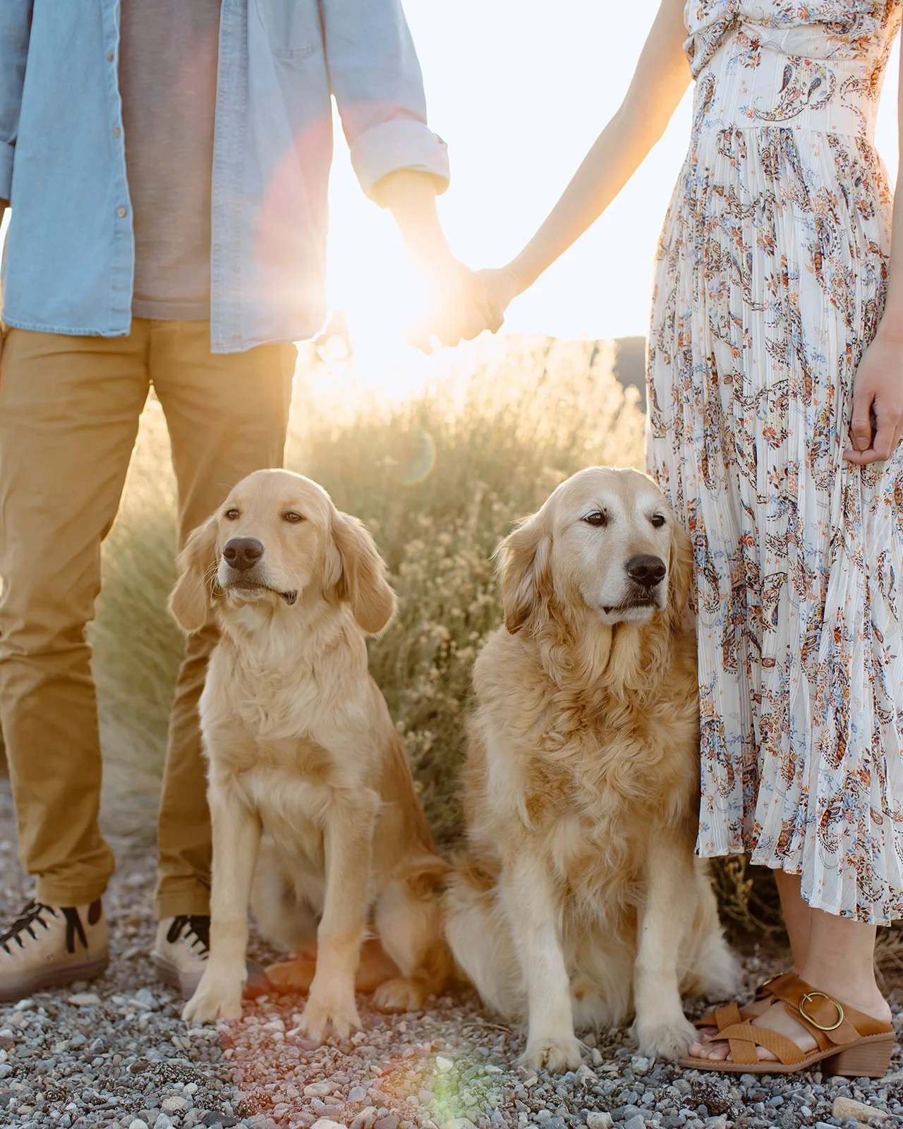 Family photoshoot including the families two dogs.