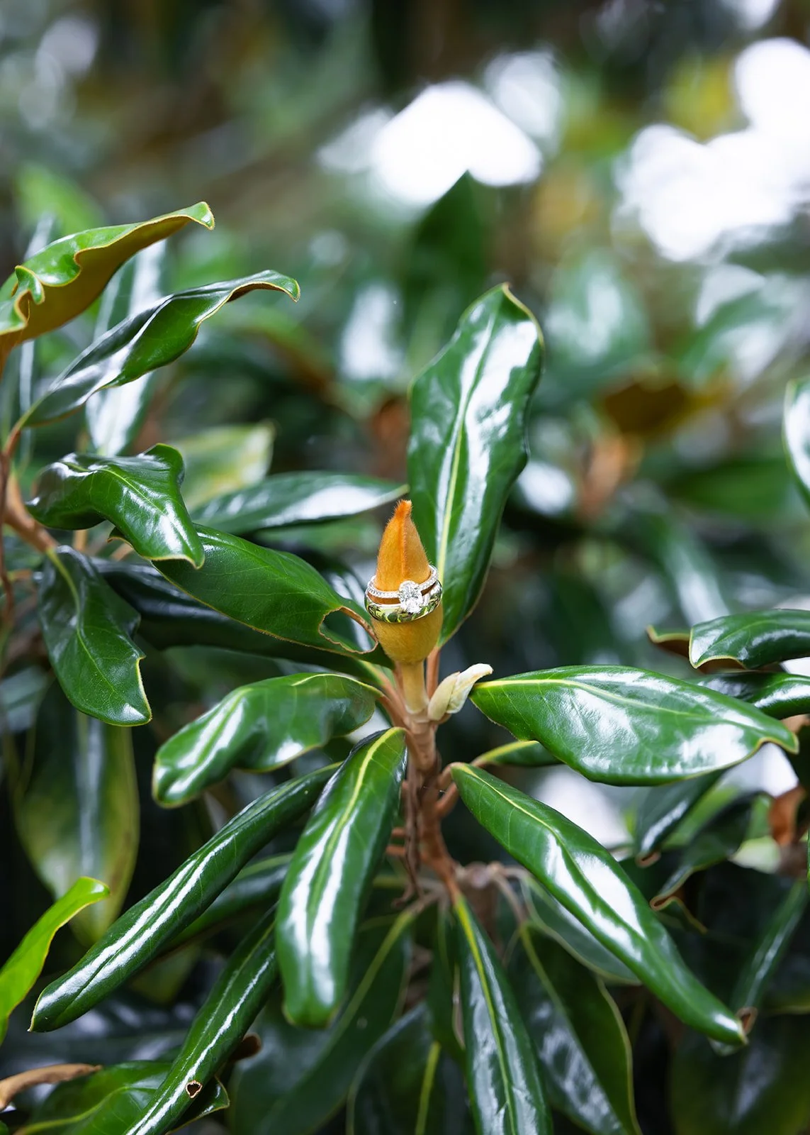 Ring detail shot at outdoor wedding.