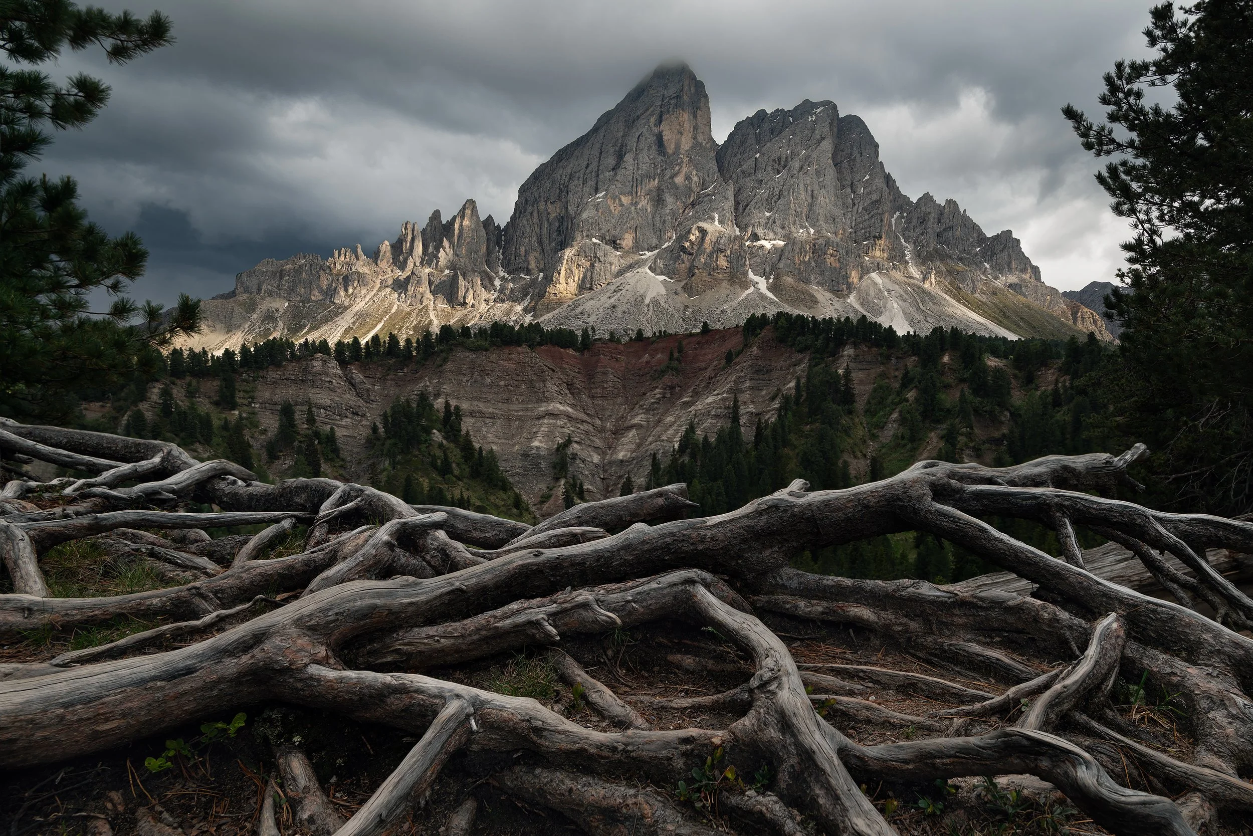 Dolomities passo delle erbe roots