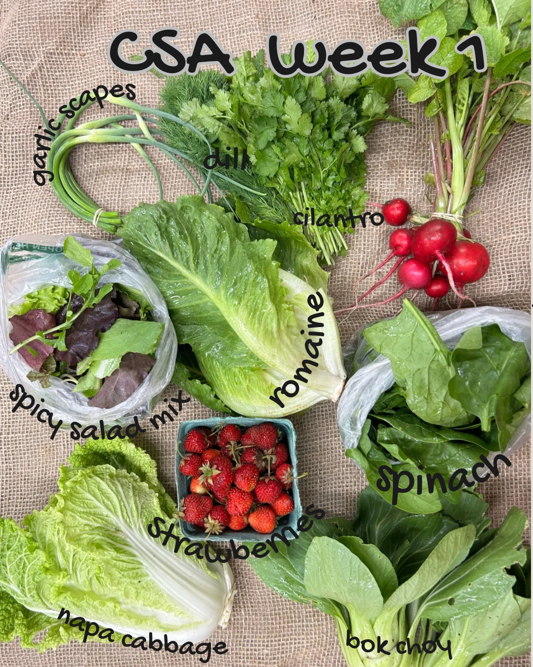 5 Week CSA Share ( Late Season)