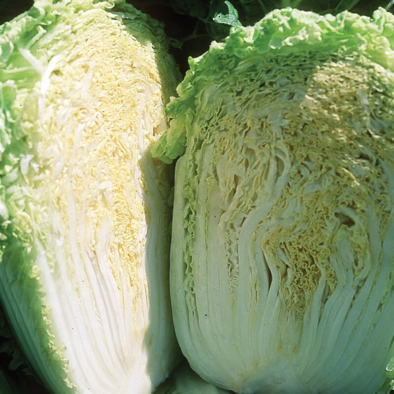 Napa Cabbage