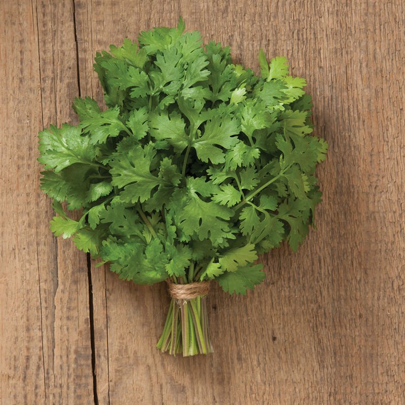 Cilantro