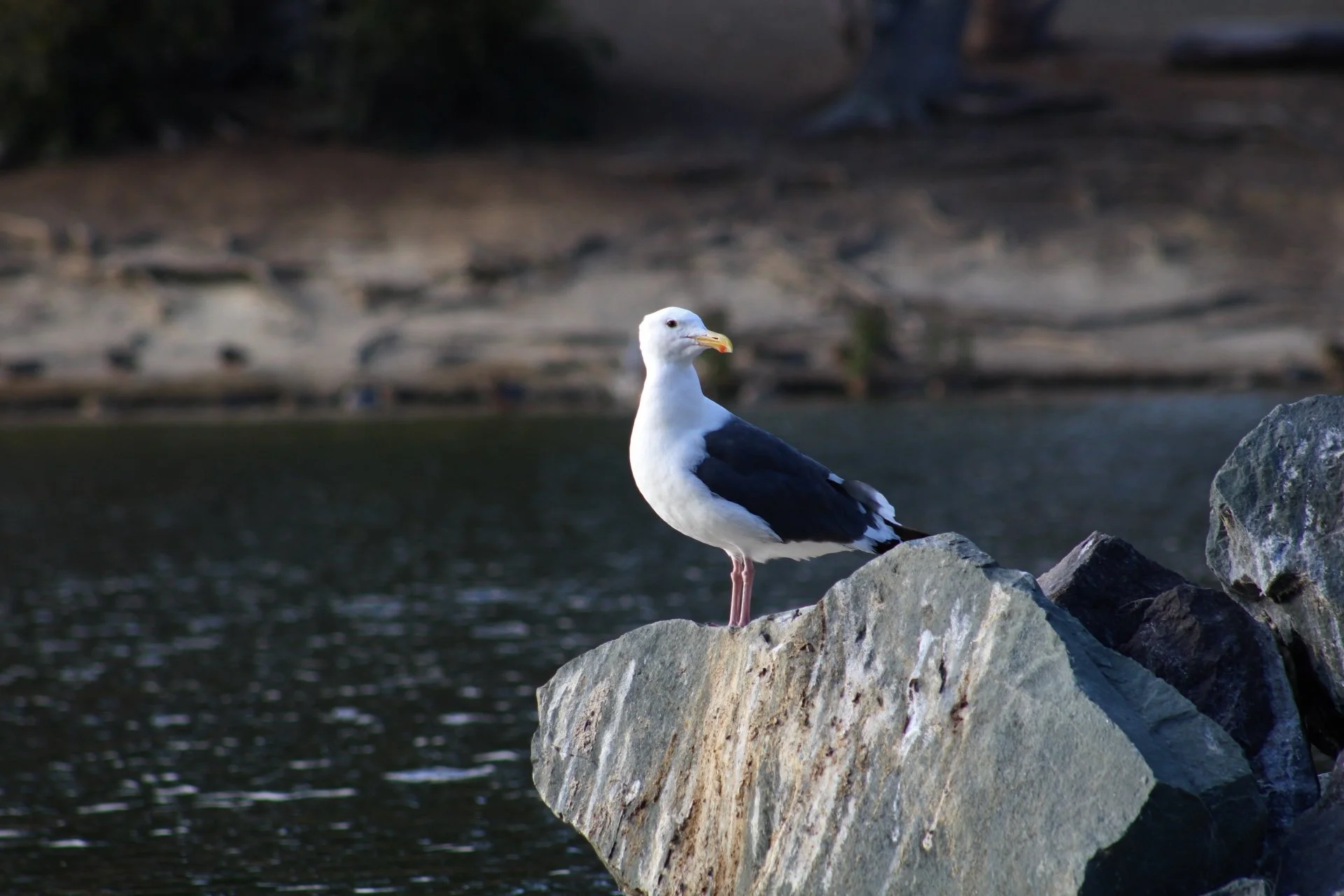 IMG_6102.jpg