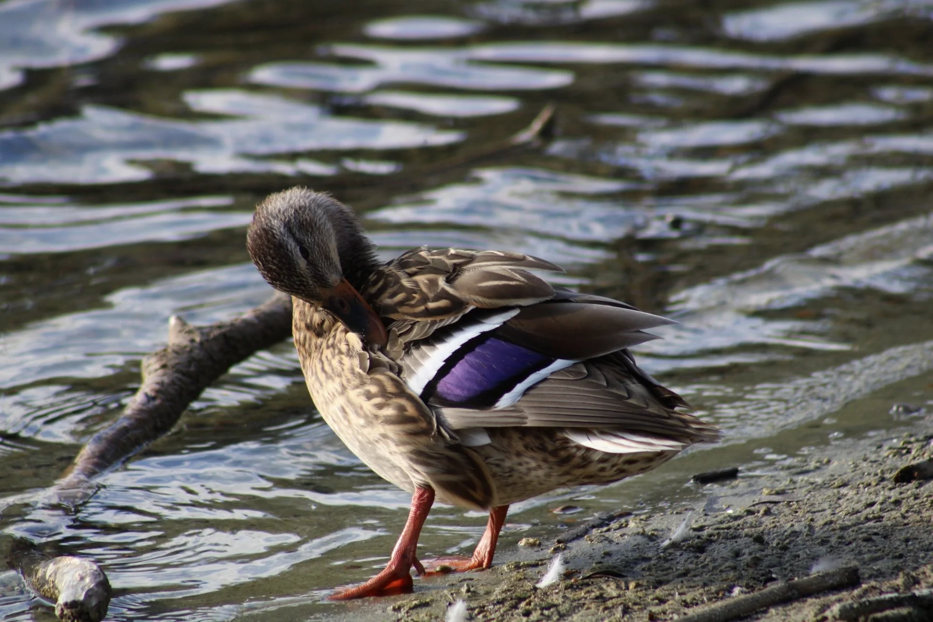 IMG_6112.jpg