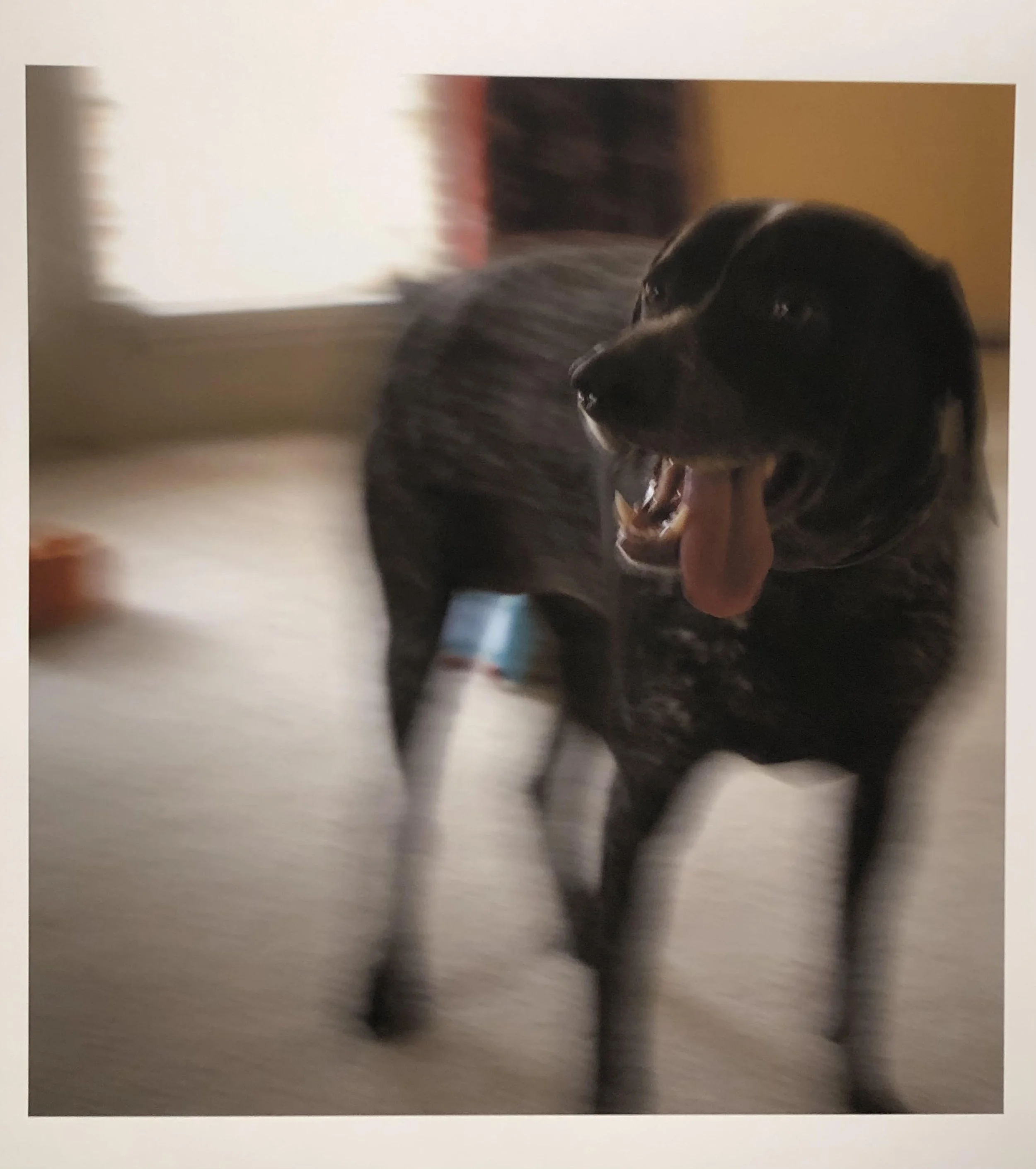 Number 1 Riley the Hiper - Copy.jpg