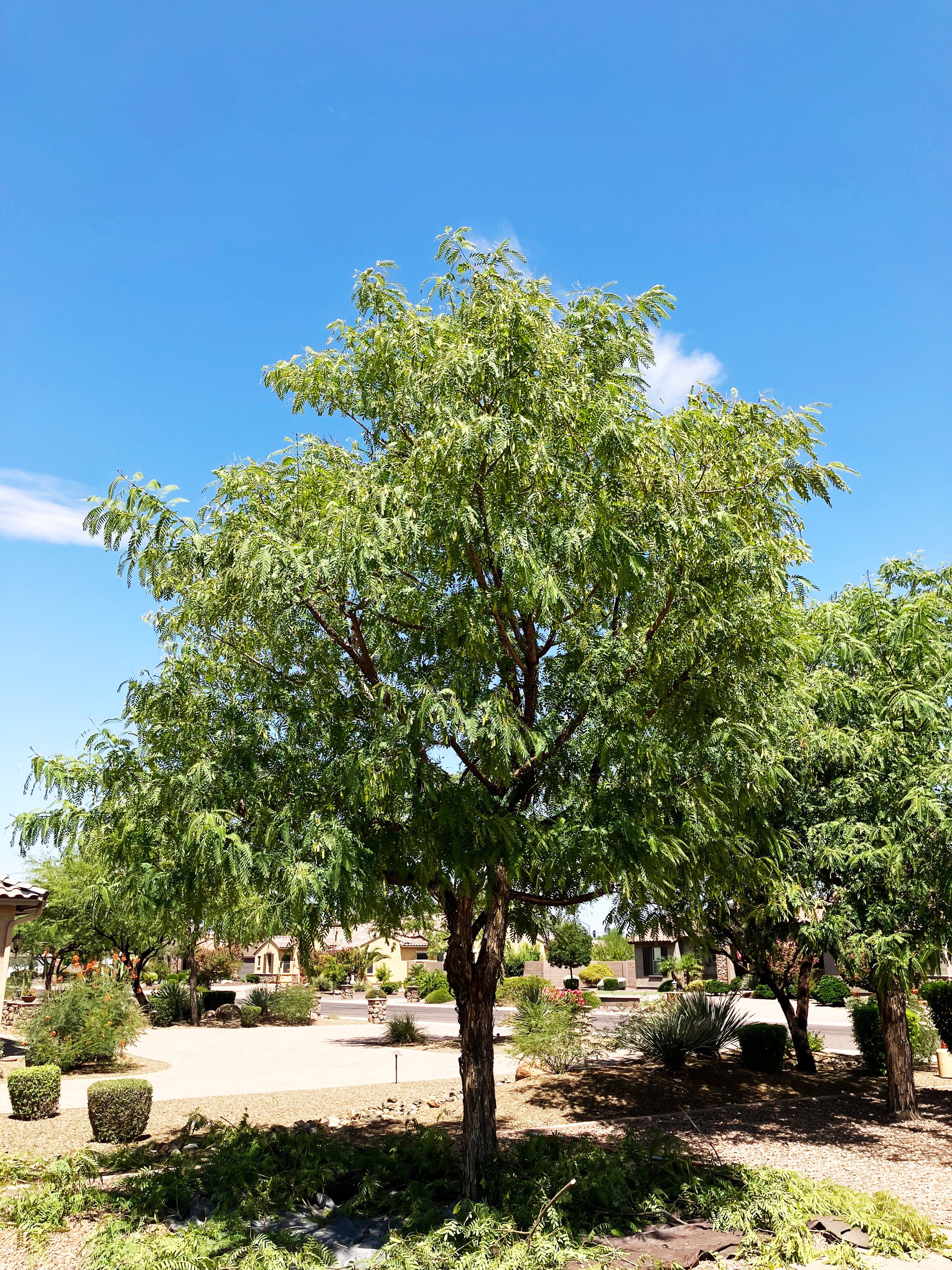 Next Generation Tree Care | Enhance Your Landscape Today — Contact Us
