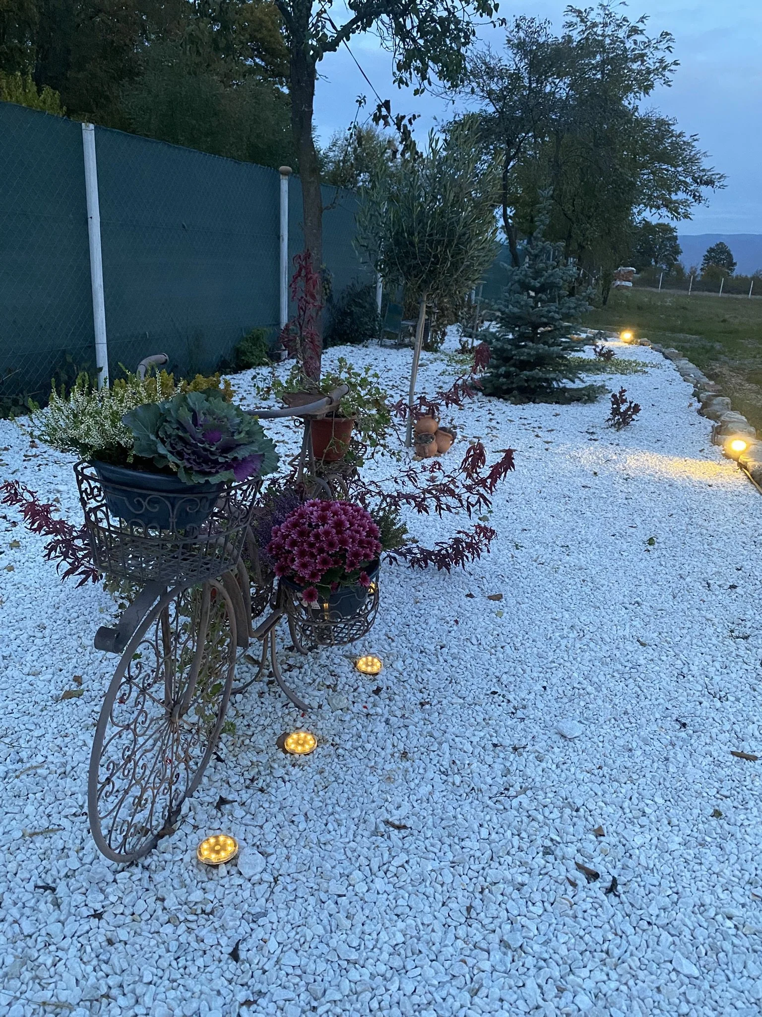 A decorative garden pathway at dusk with white gravel and small solar lights. There are potted plants on a vintage bicycle planter and a variety of trees and shrubs along the path.