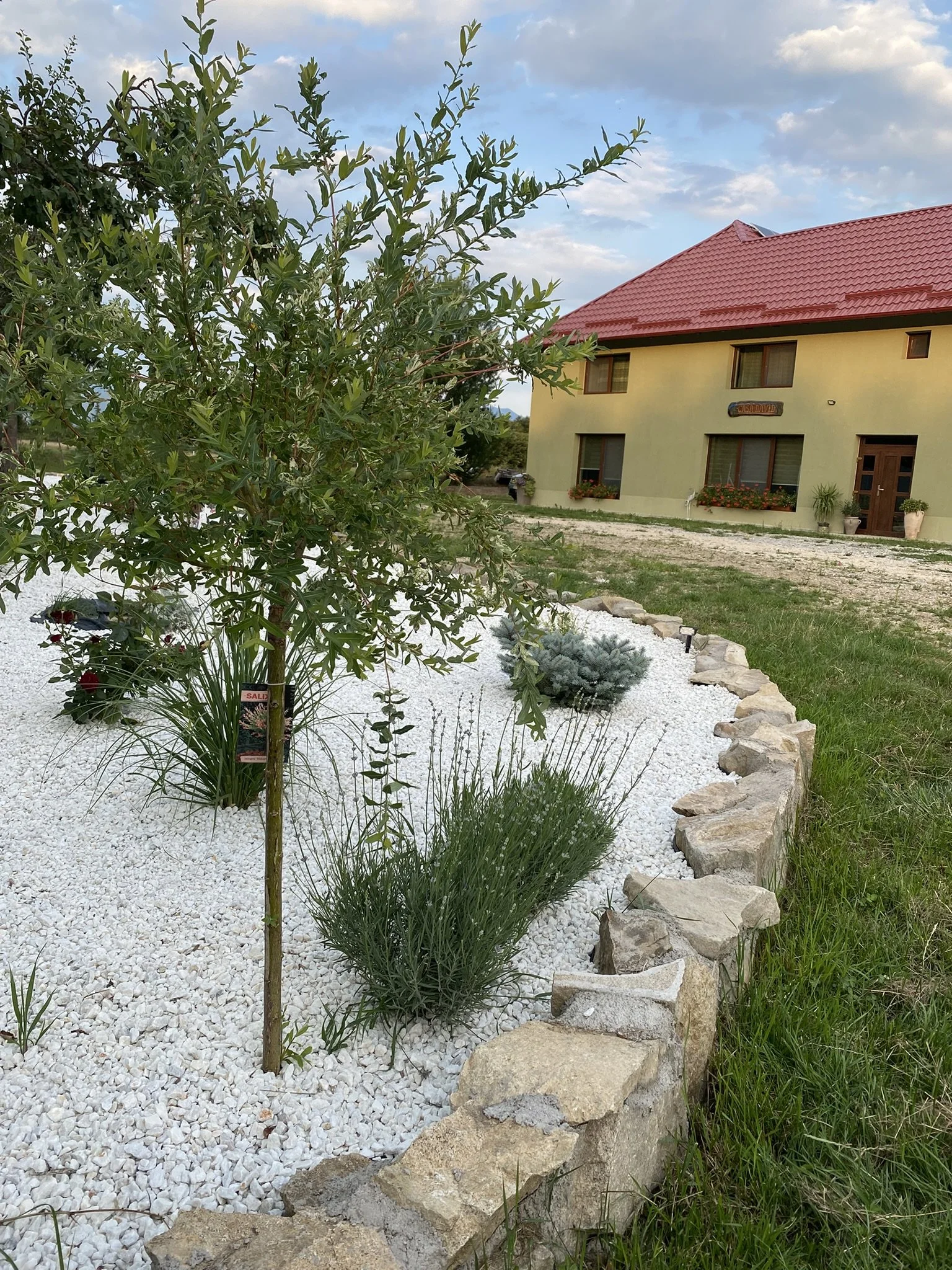 A landscaped yard with a small tree, various shrubs, and plants planted in white gravel, bordered by large rocks, with a yellow house with a red roof and potted plants near the windows in the background.