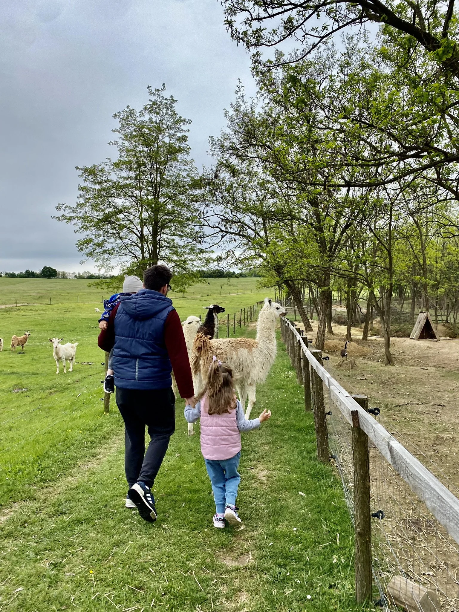 A man and young girl walking along a farm fence with llamas and goats in a green pasture.