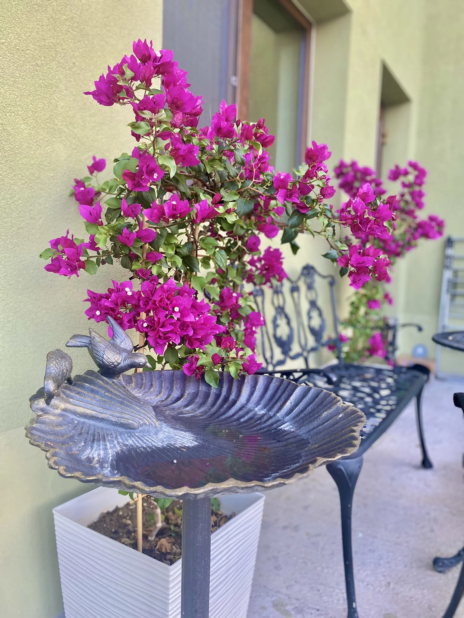 Pink bougainvillea flowers in a white planter with a decorative metal bird bath in the foreground, and a black metal bench on a patio with a green wall in the background.