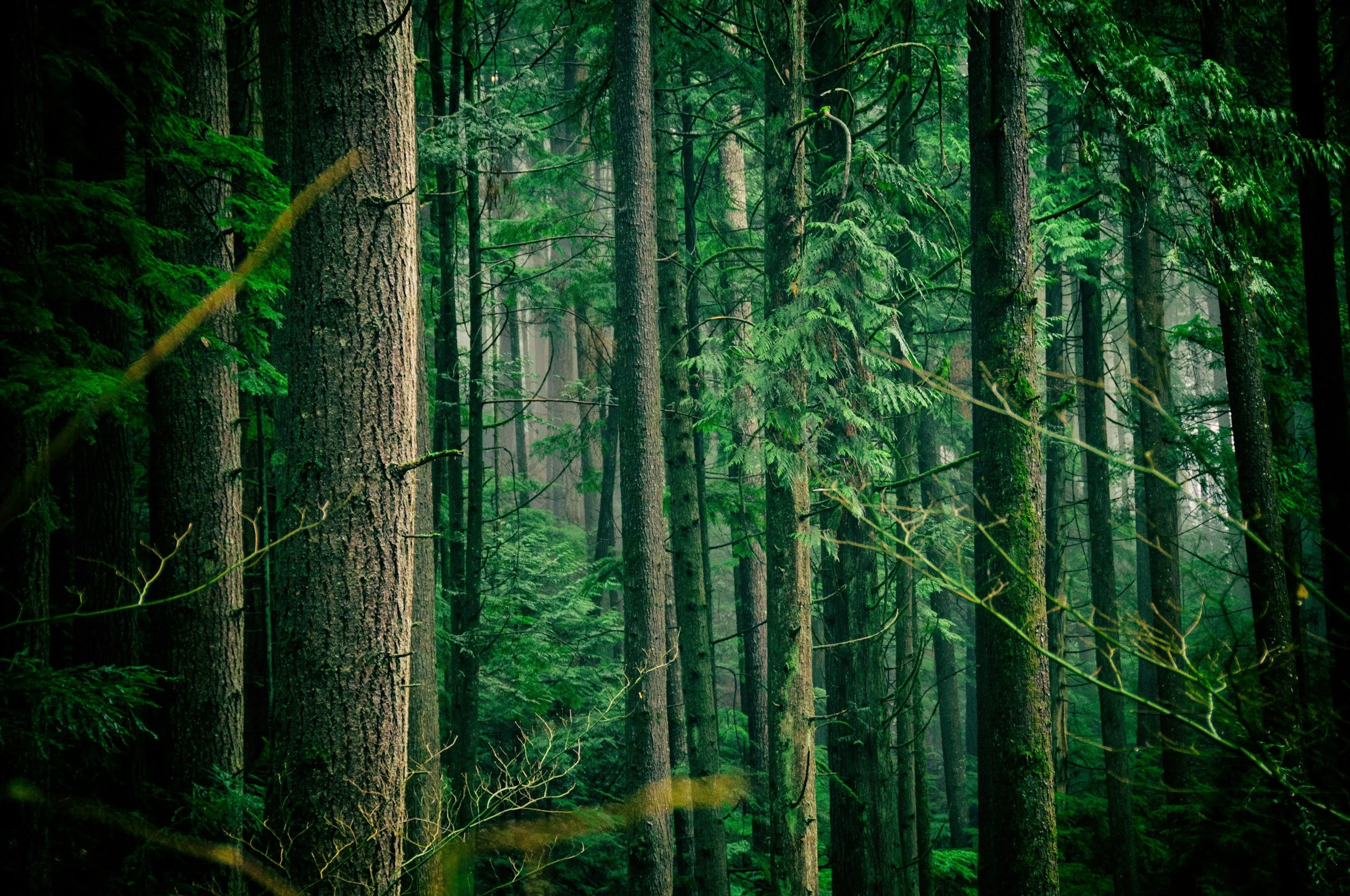 Dense green wilderness of the Mount Baker-Snoqualmie National Forest.