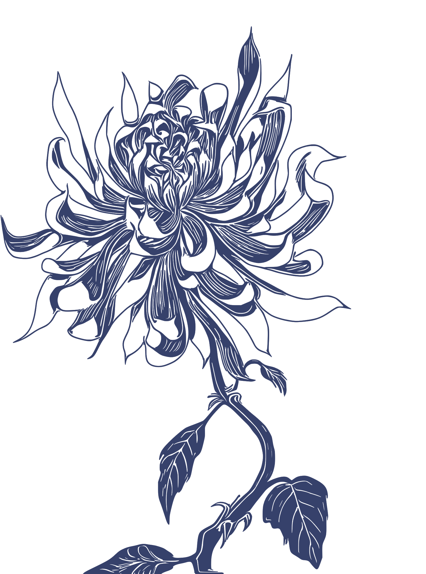 A dark blue line drawing of a blooming flower with detailed petals and leaves on a black background.