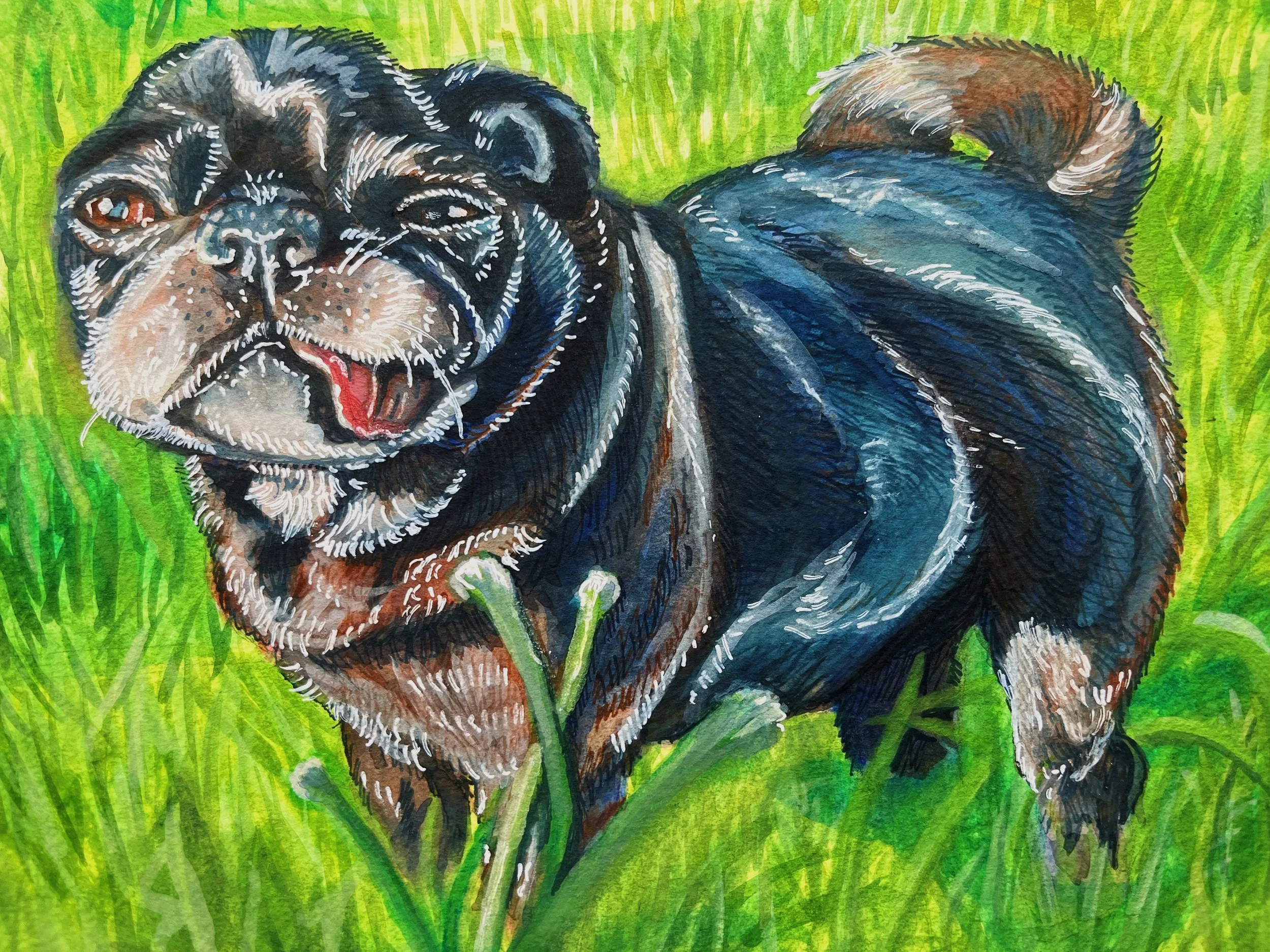 Jellybean - 2023




[A colorful painting of a black and tan pug standing in tall grass with a green background, facing forward with its tongue slightly out.]