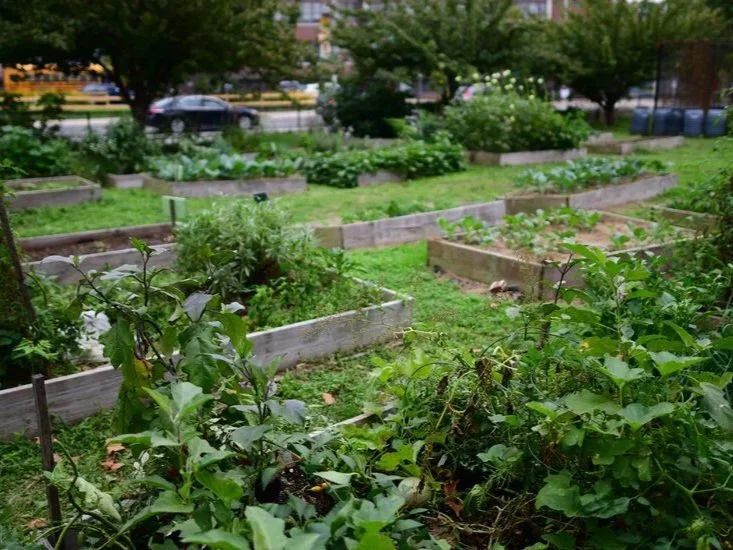 A community garden with various green plants and vegetables growing in wooden raised beds on a grassy area.