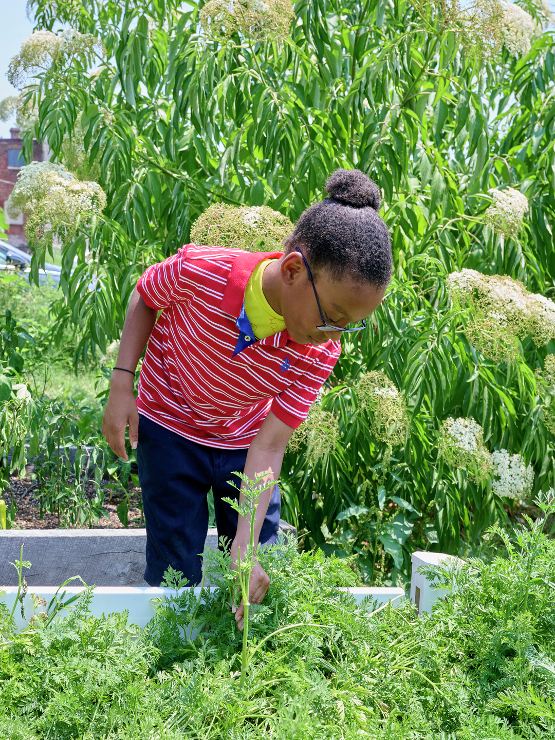 A young person wearing a red and white striped shirt, yellow shirt underneath, and glasses is tending to green plants in a garden with large, leafy plants and white flowering plants in the background.