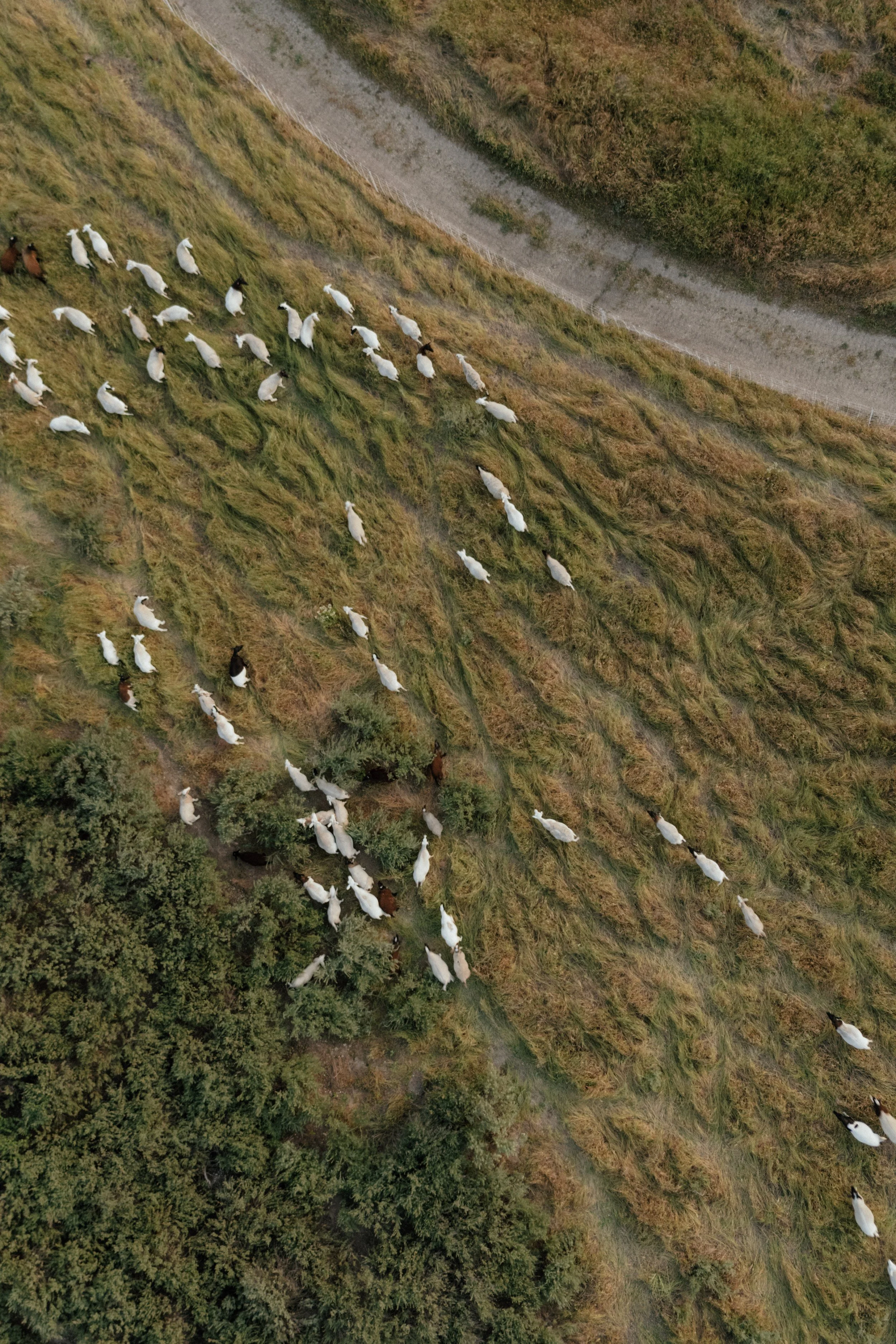 Aerial view of a grassy field with white and brown goats grazing and walking along a dirt path.