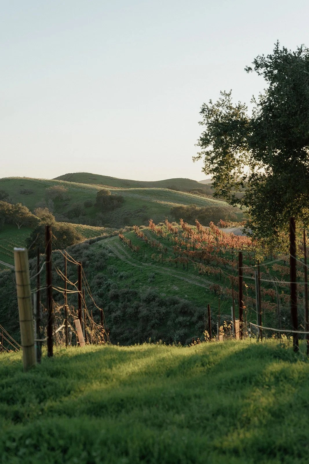 Sunlit vineyard on rolling green hills with a large tree on the right side and a wire fence in foreground.