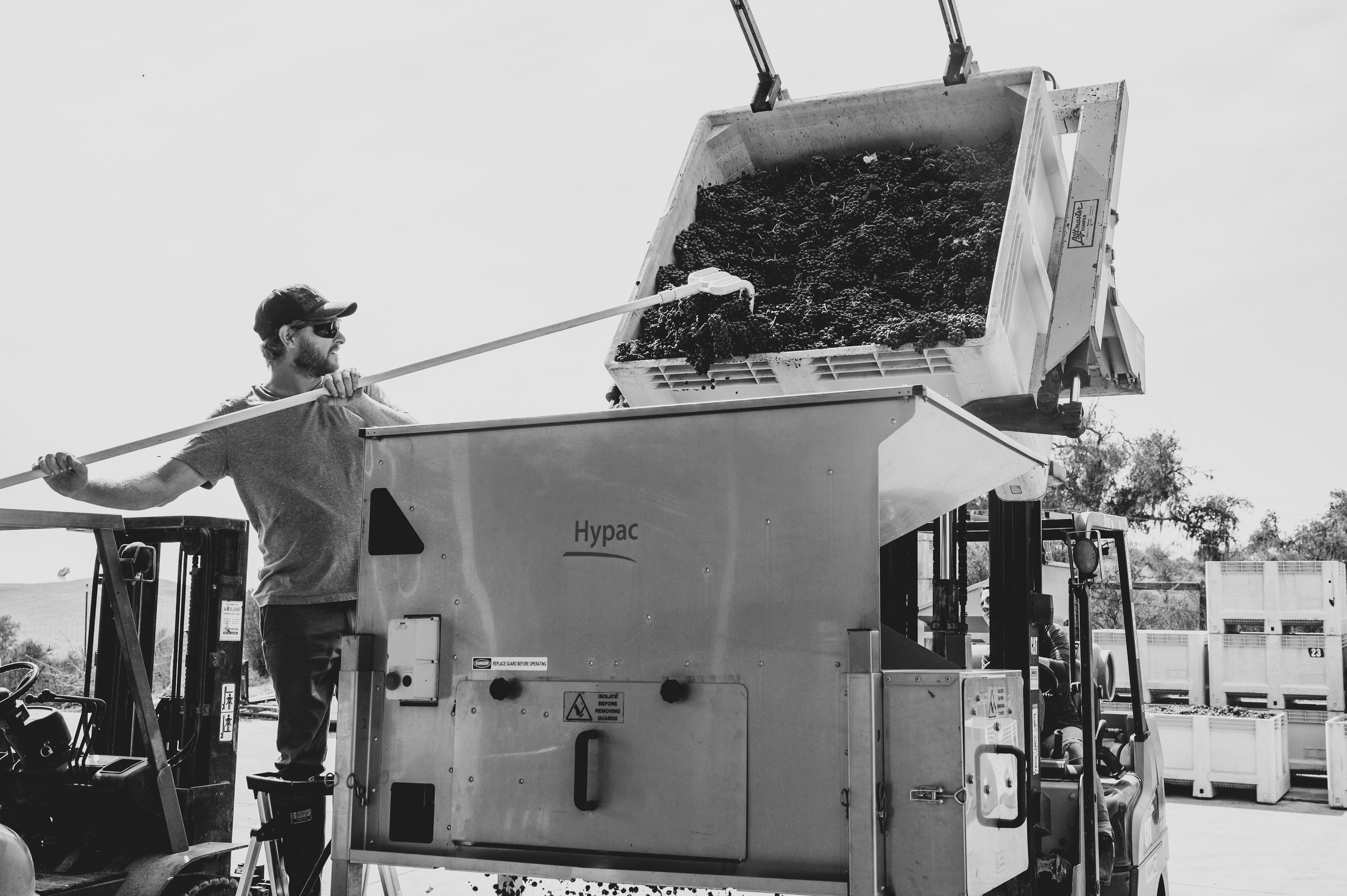 Man in t-shirt and cap operating grape harvester, transferring grapes into a container at a vineyard.