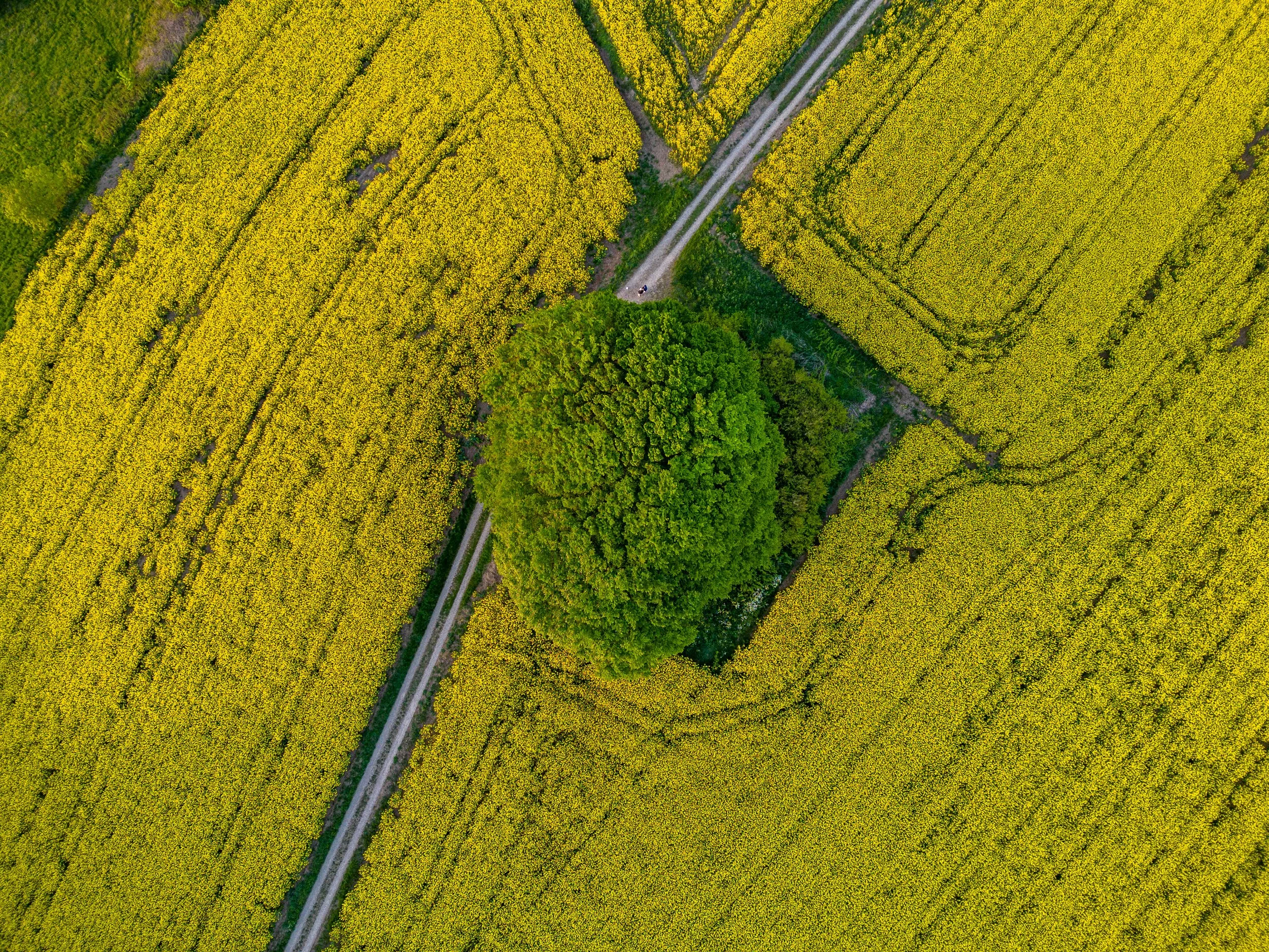 An aerial view of a green tree surrounded by yellow flowering fields with a narrow dirt road running through the fields.