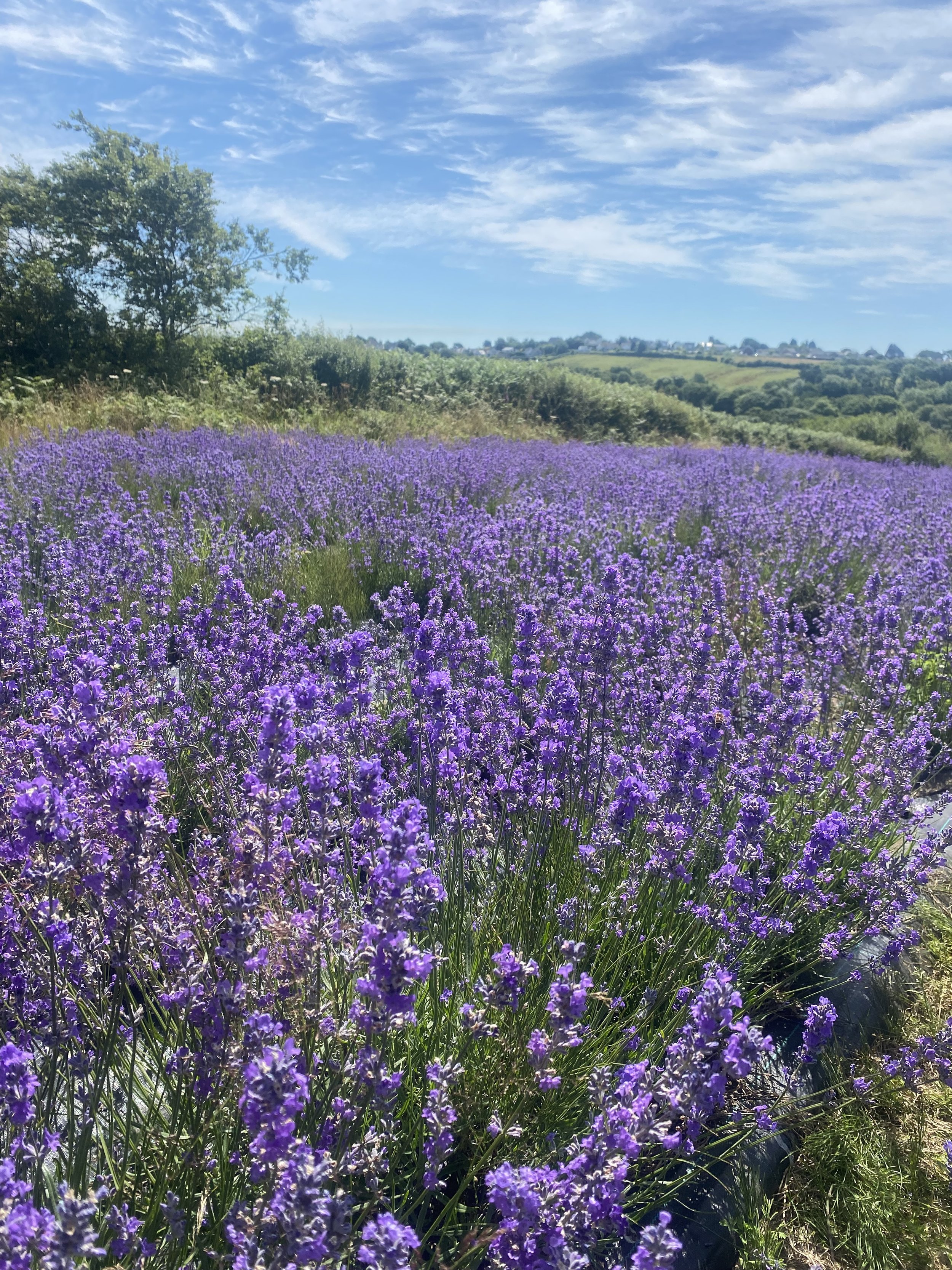 Lavender fields at Three Crosses, Swansea, South Wales