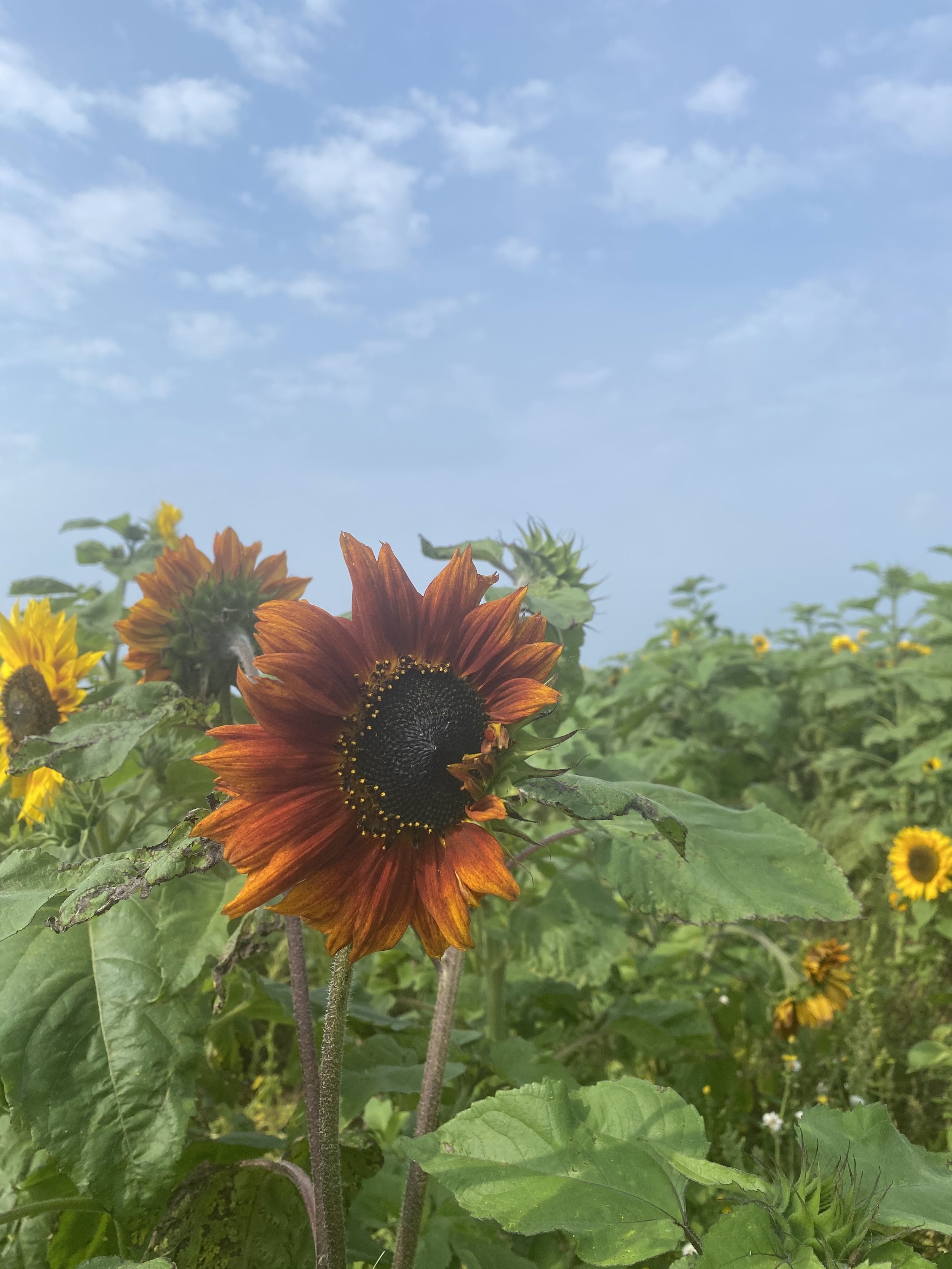 Sunflowers at Rhossili Bay, Gower, Swansea, South Wales