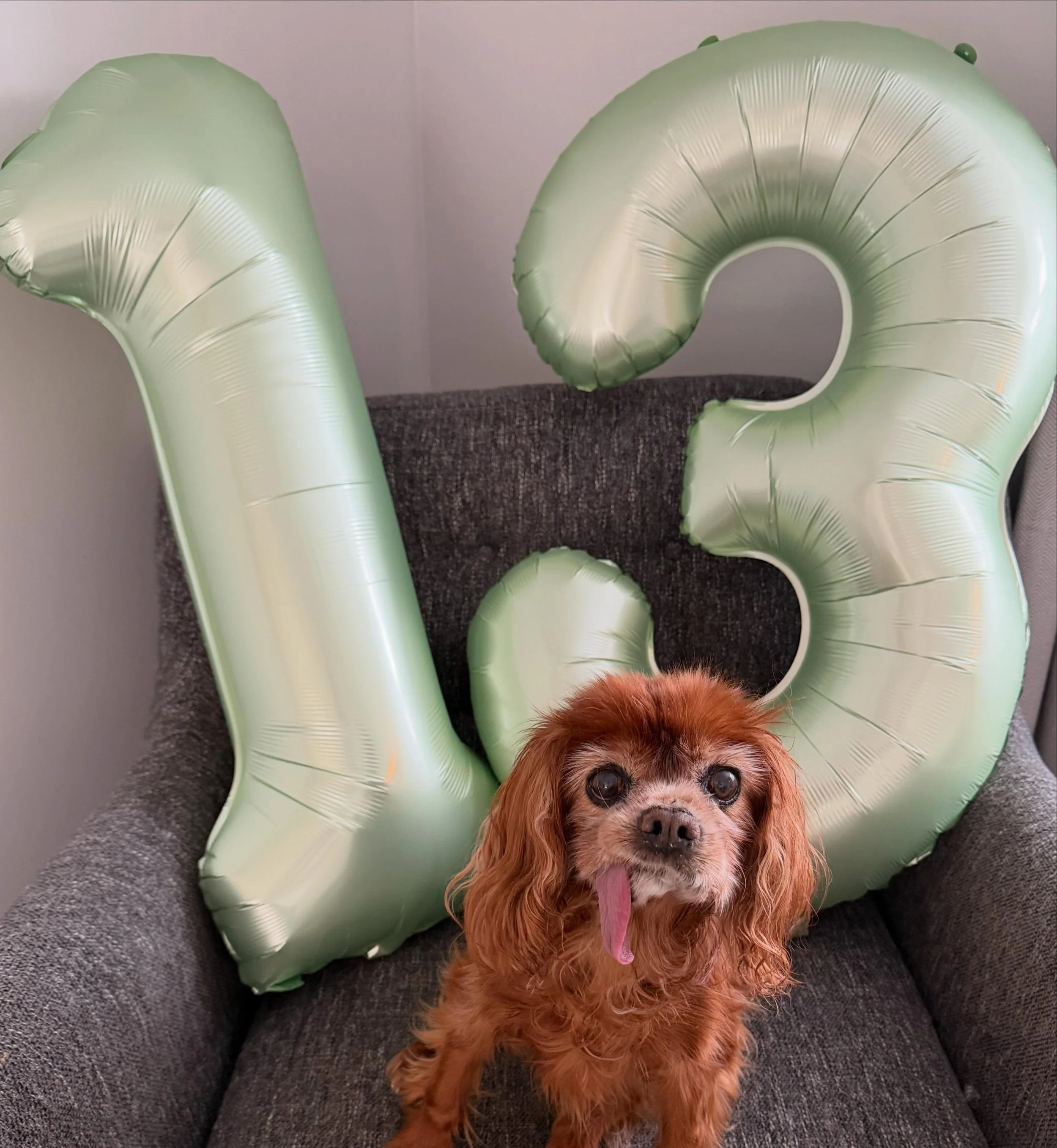 We celebrate all things here, especially dogs 🧡

Happy 13th birthday to one of the two best dogs in the world, Rocky 🐾 

What a legend!

Emily Ayres Celebrates | Celebrating life, love, and everything in between