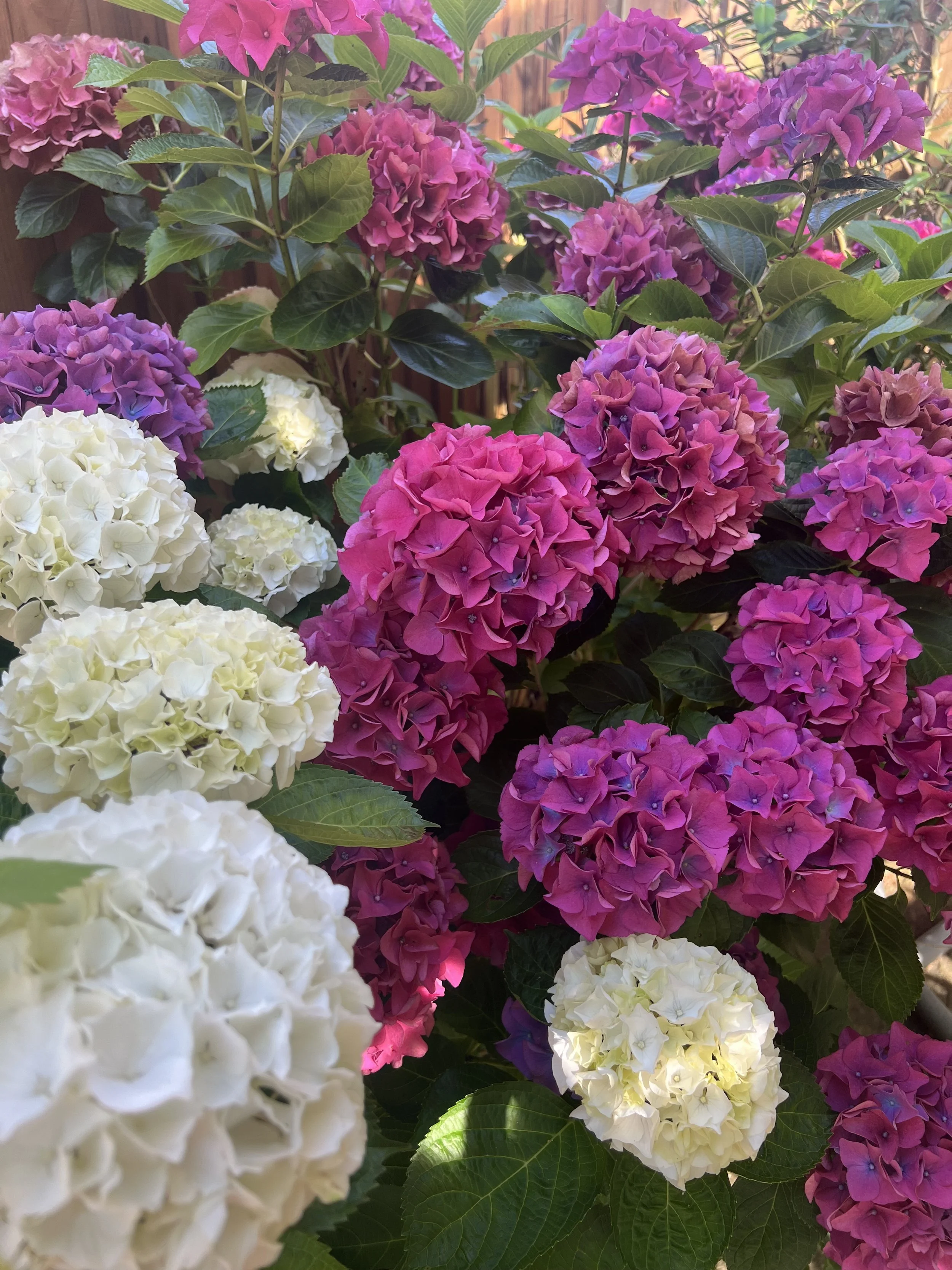 Hydrangeas in a garden in South Wales