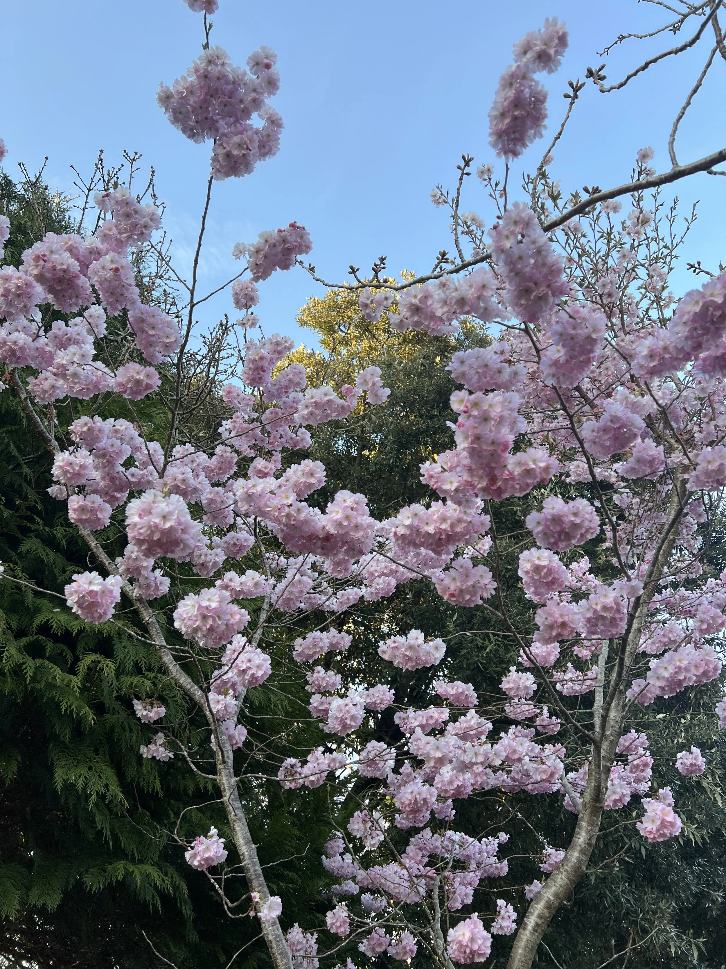 Cherry blossom tree in a garden in Neath Port Talbot
