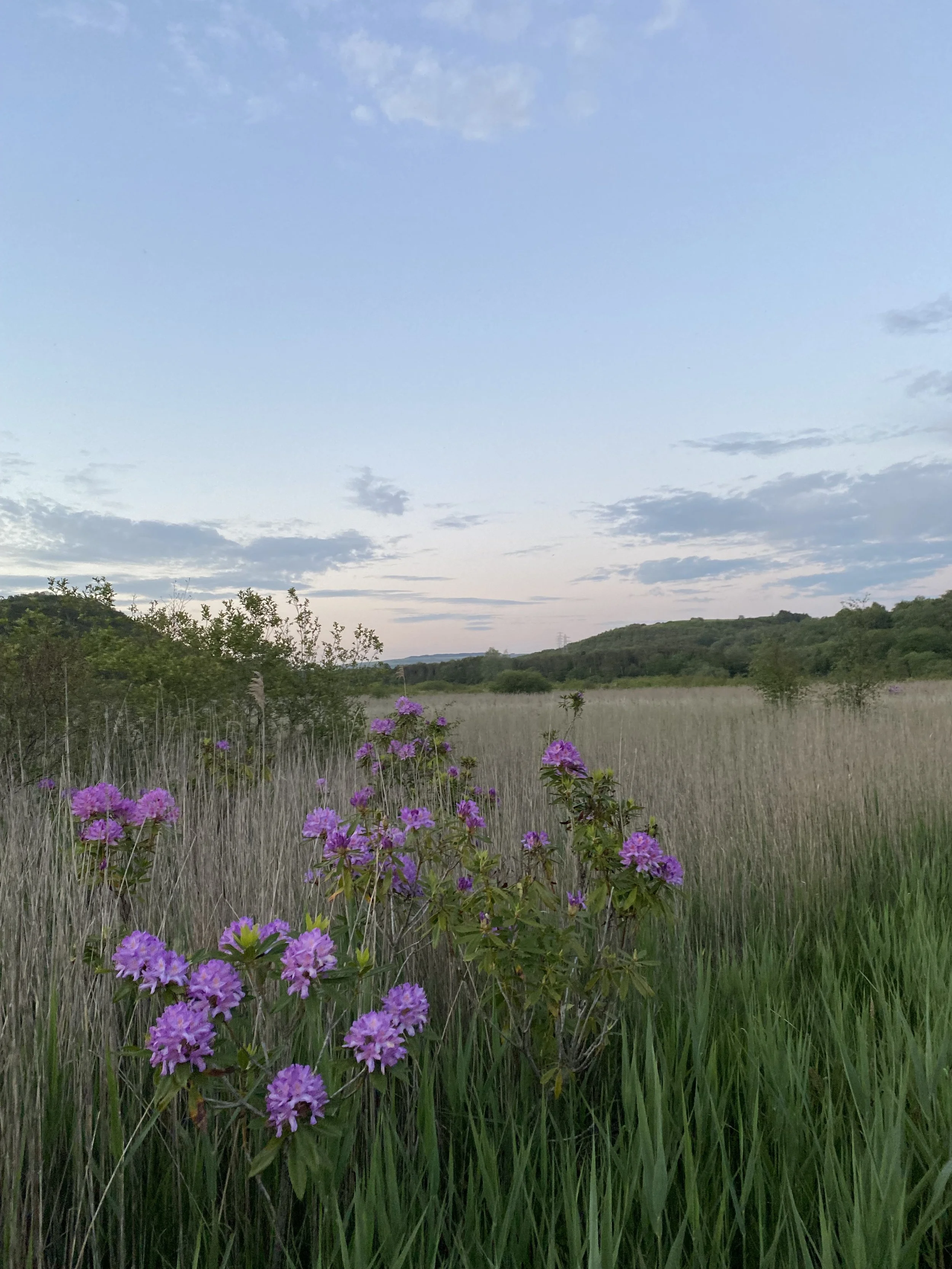 A peaceful view over the wetlands in Jersey Marine, Neath Port Talbot, South Wales