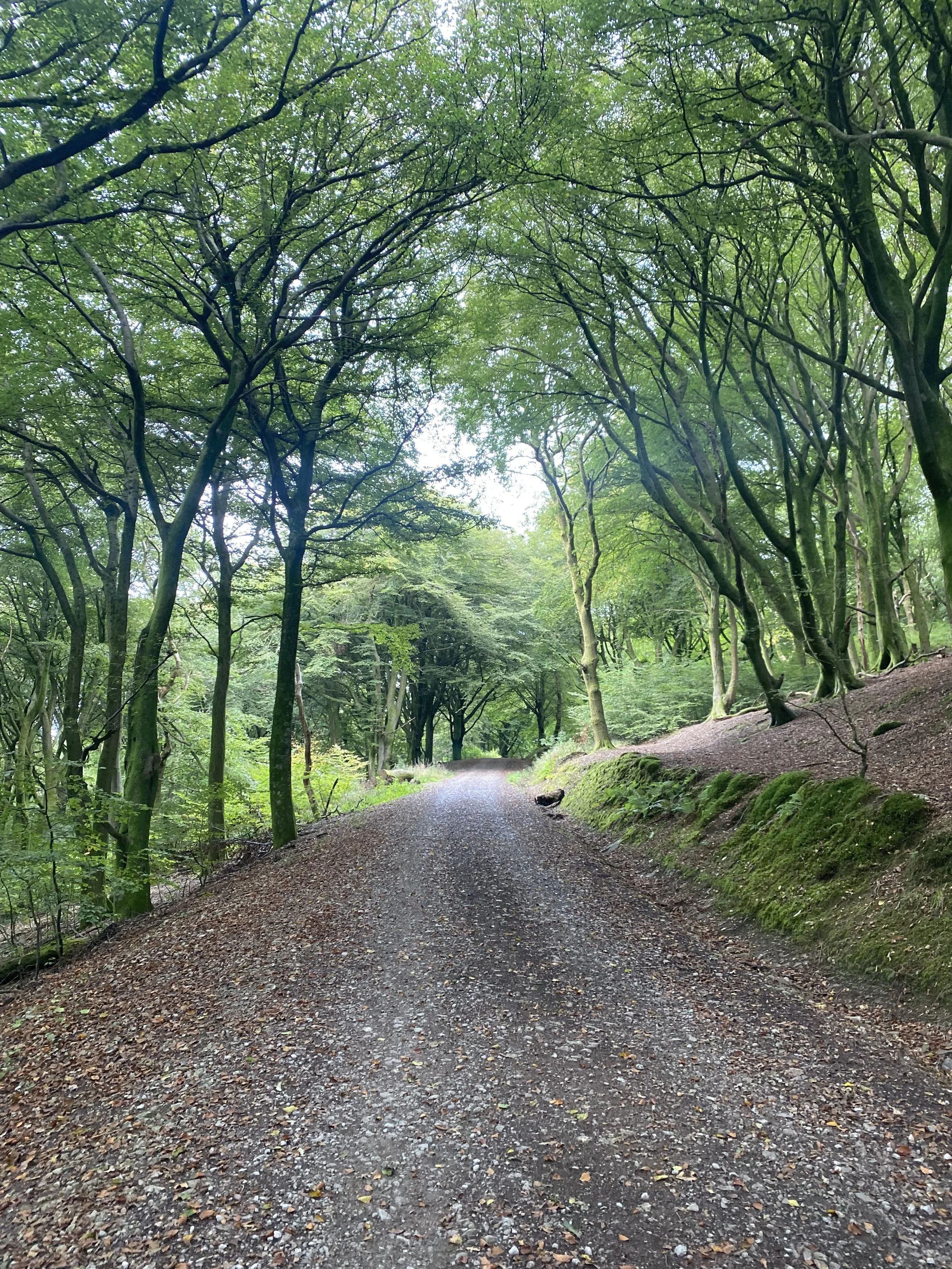 Trees creating a tunnel at Briton Ferry Woods, Neath Port Talbot, South Wales