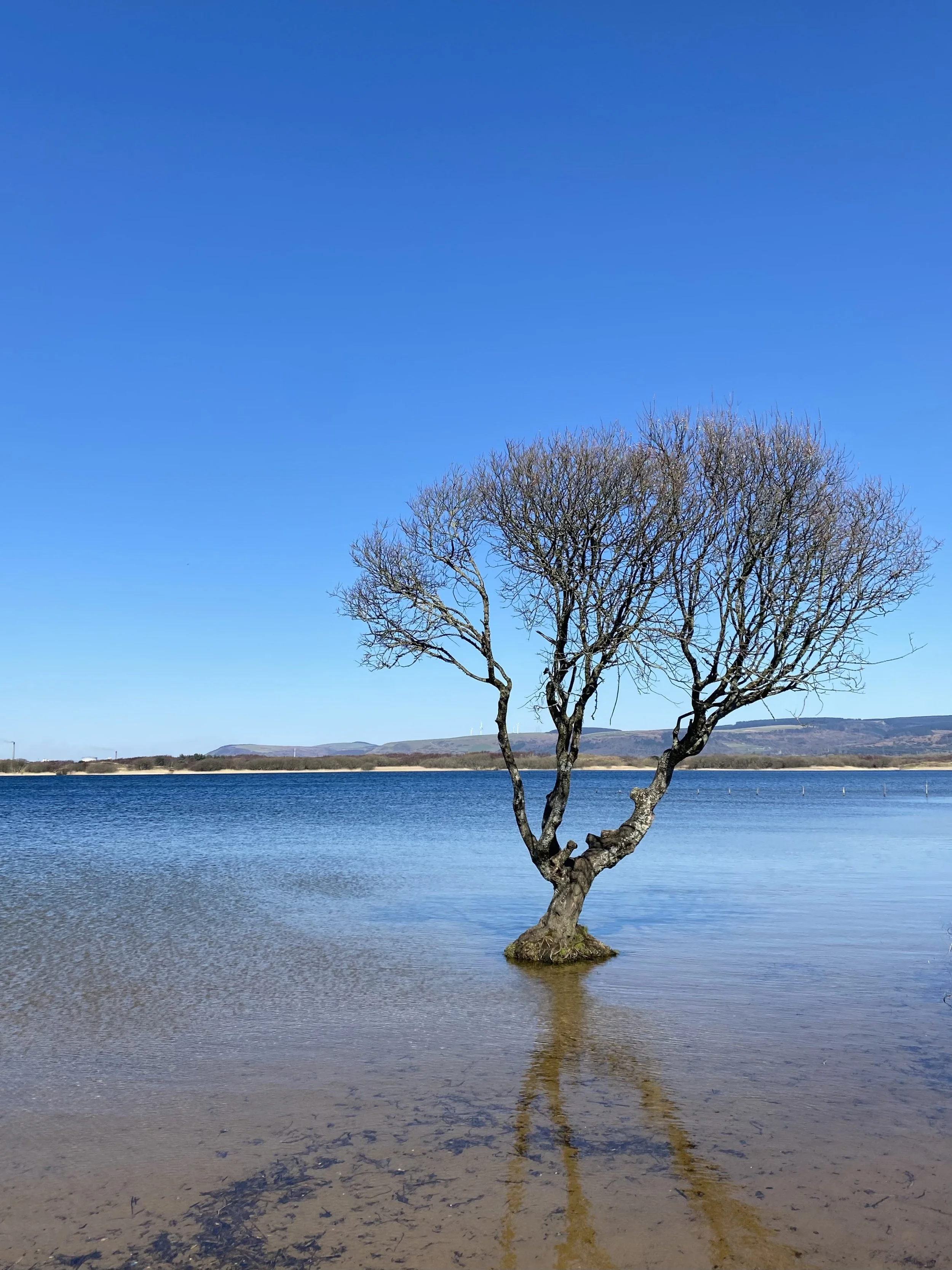 Kenfig Pool tree, Kenfig Hill, Bridgend