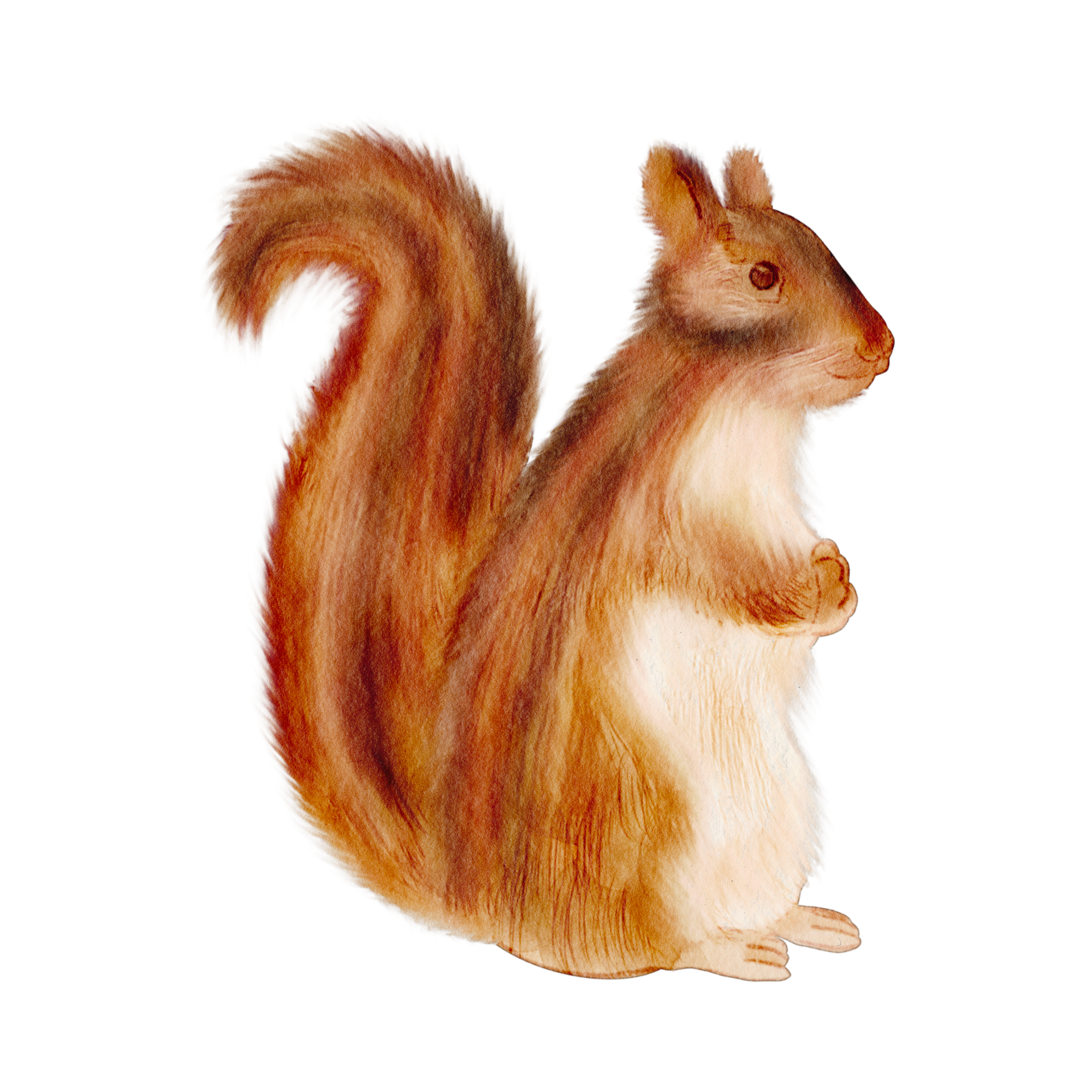 Watercolor illustration of a squirrel with reddish-brown fur, sitting and facing to the right.