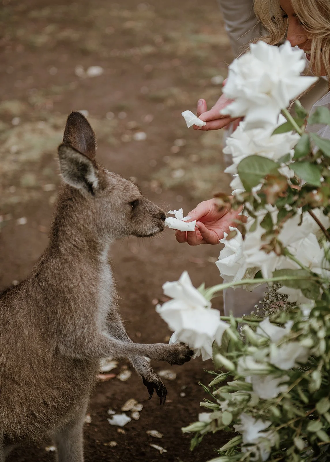 A kangaroo receiving a white flower from a person's hand surrounded by white flowers.