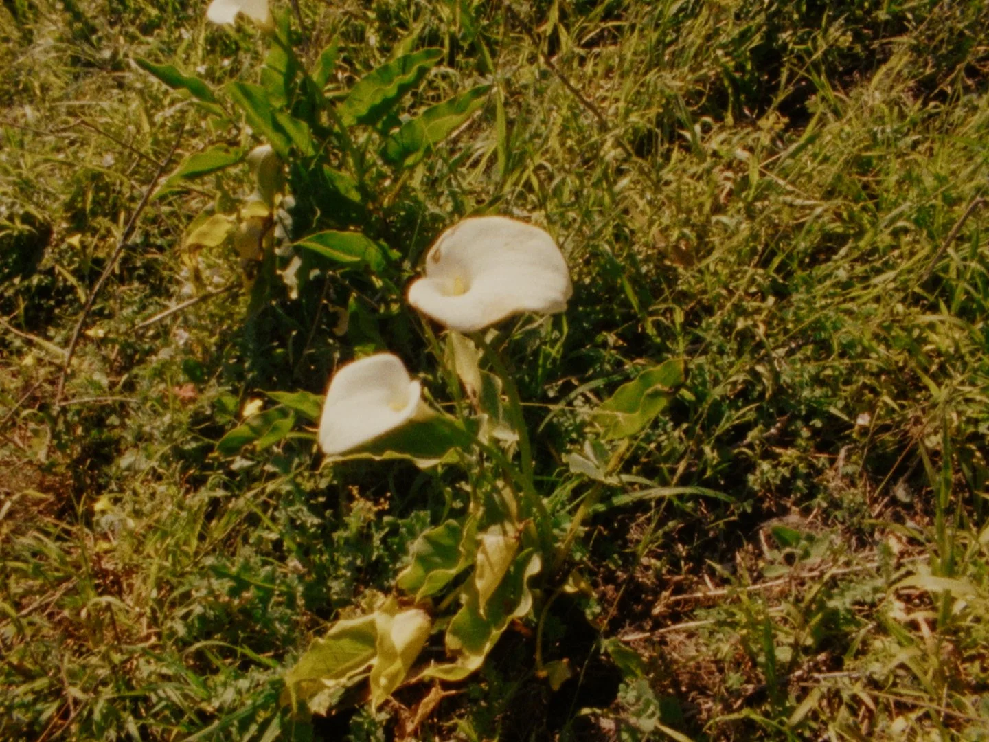 Sequence 02.00_16_16_10.Still015.jpg