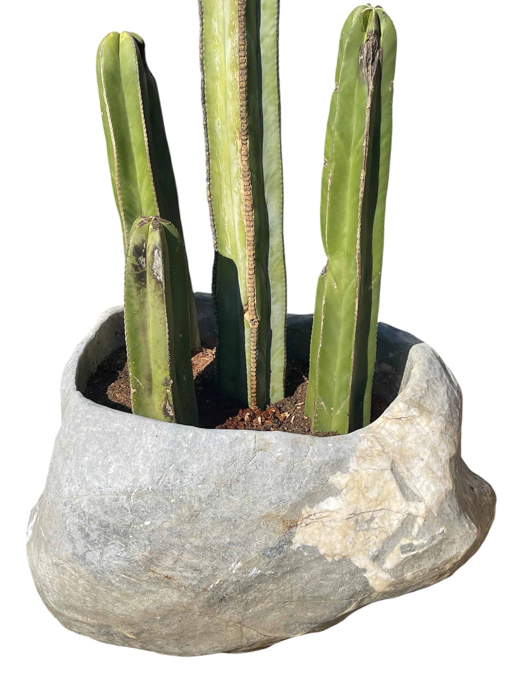 stone planter with live cactus