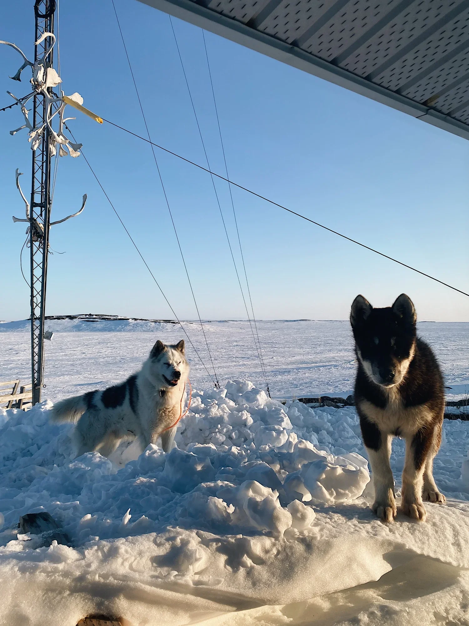 Deux chiens huskies dans un paysage enneigé sous un ciel bleu, à côté d'une structure en métal avec des câbles électriques.