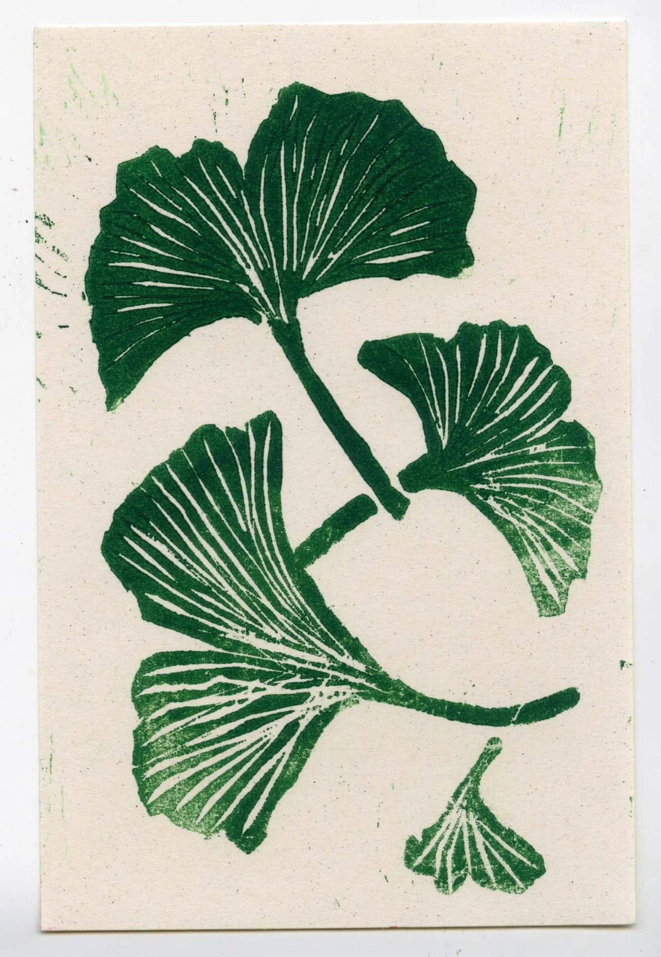 Segal_Corey_Gingko_Leaves.jpg