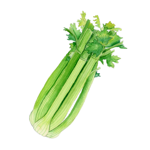 Celery