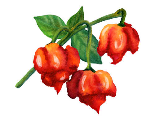 Pepper
