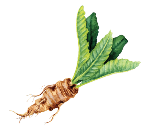 Horseradish