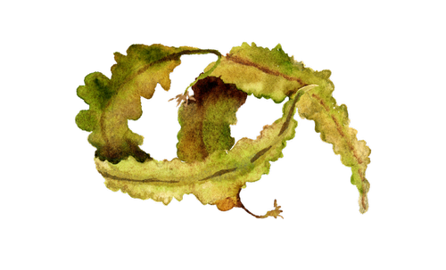 Seaweed