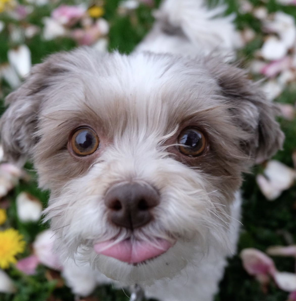 The Dogs Outnumber Us