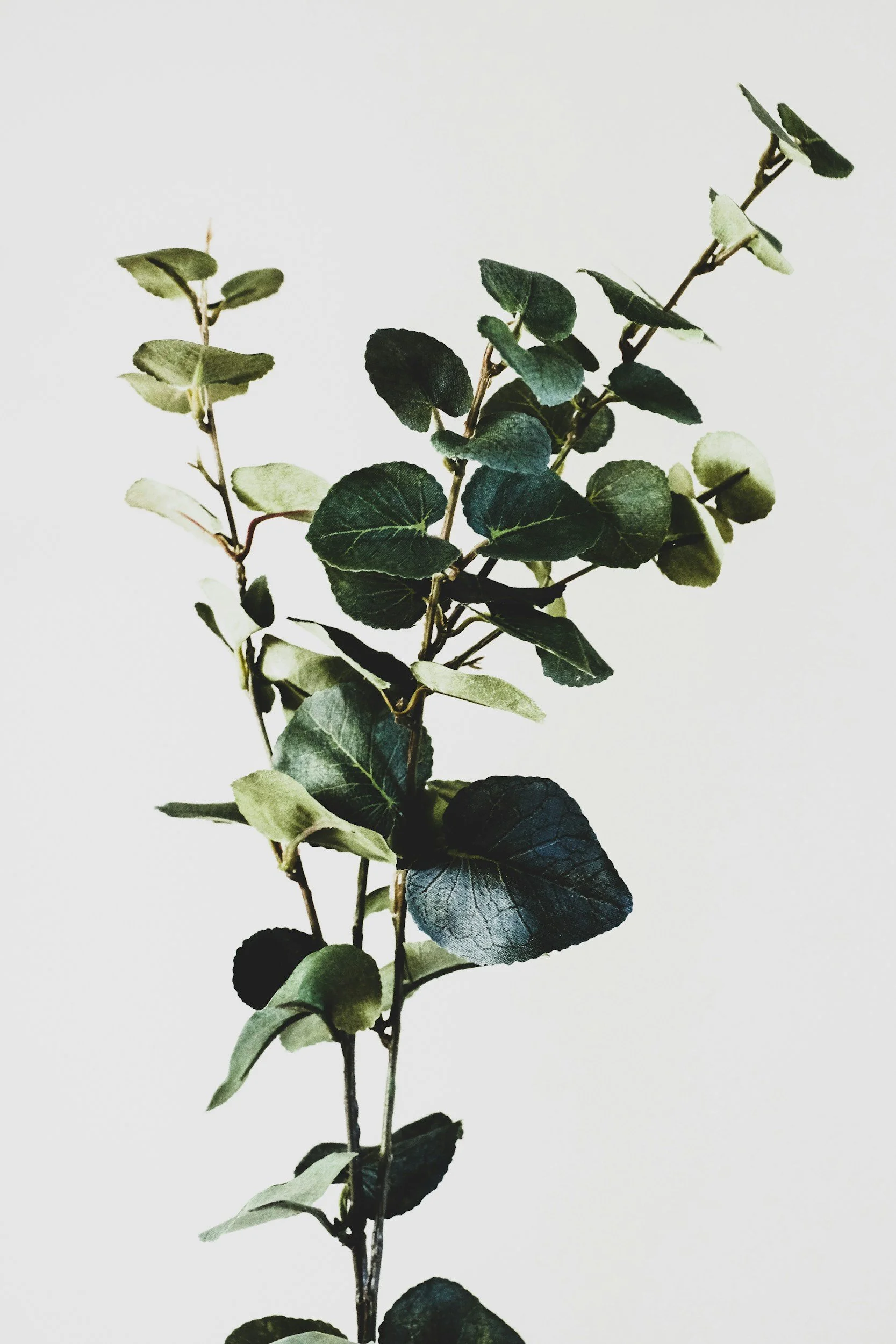 A sprig of green leaves on a white background.