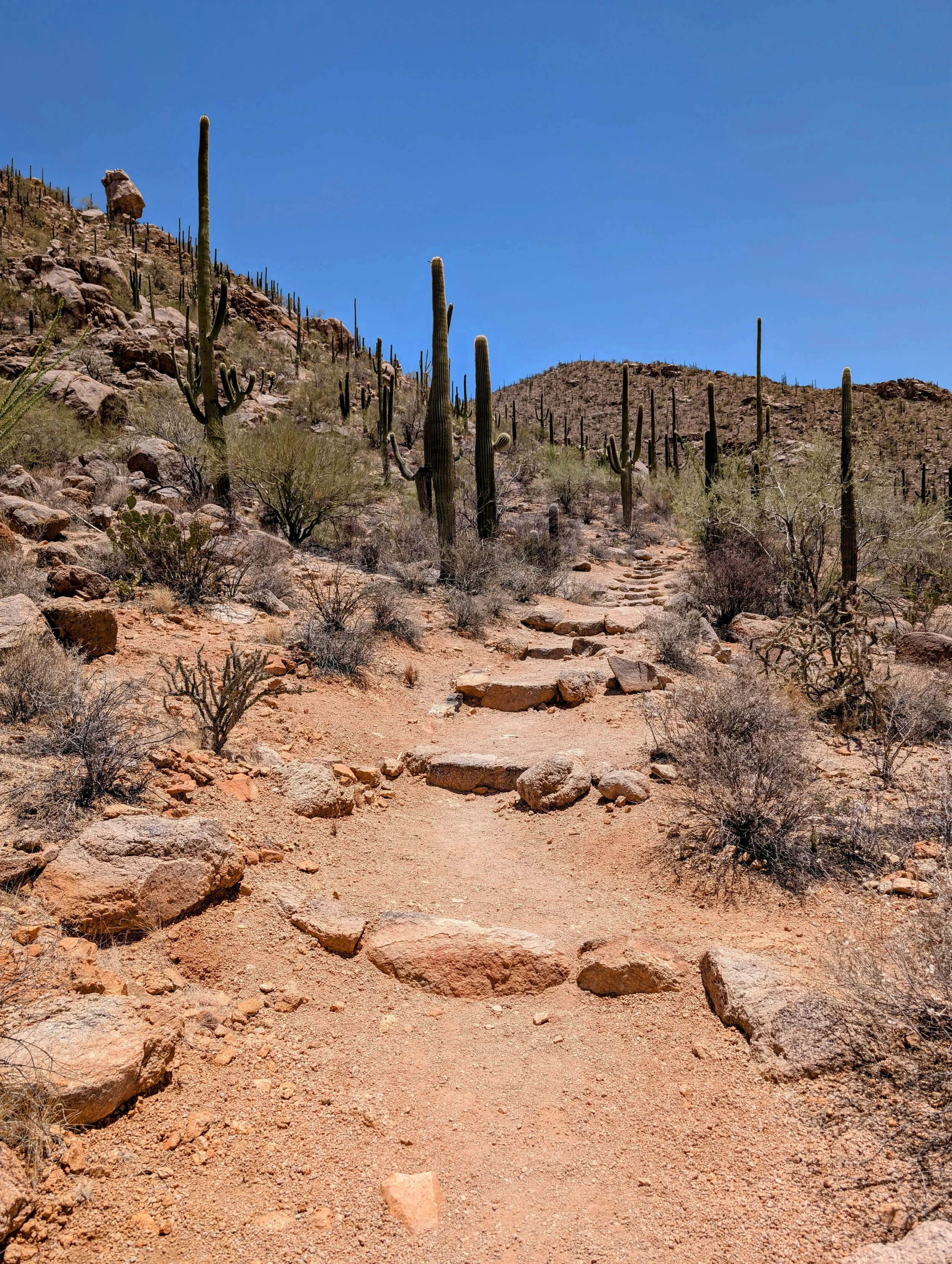 Desert trail in Phoenix